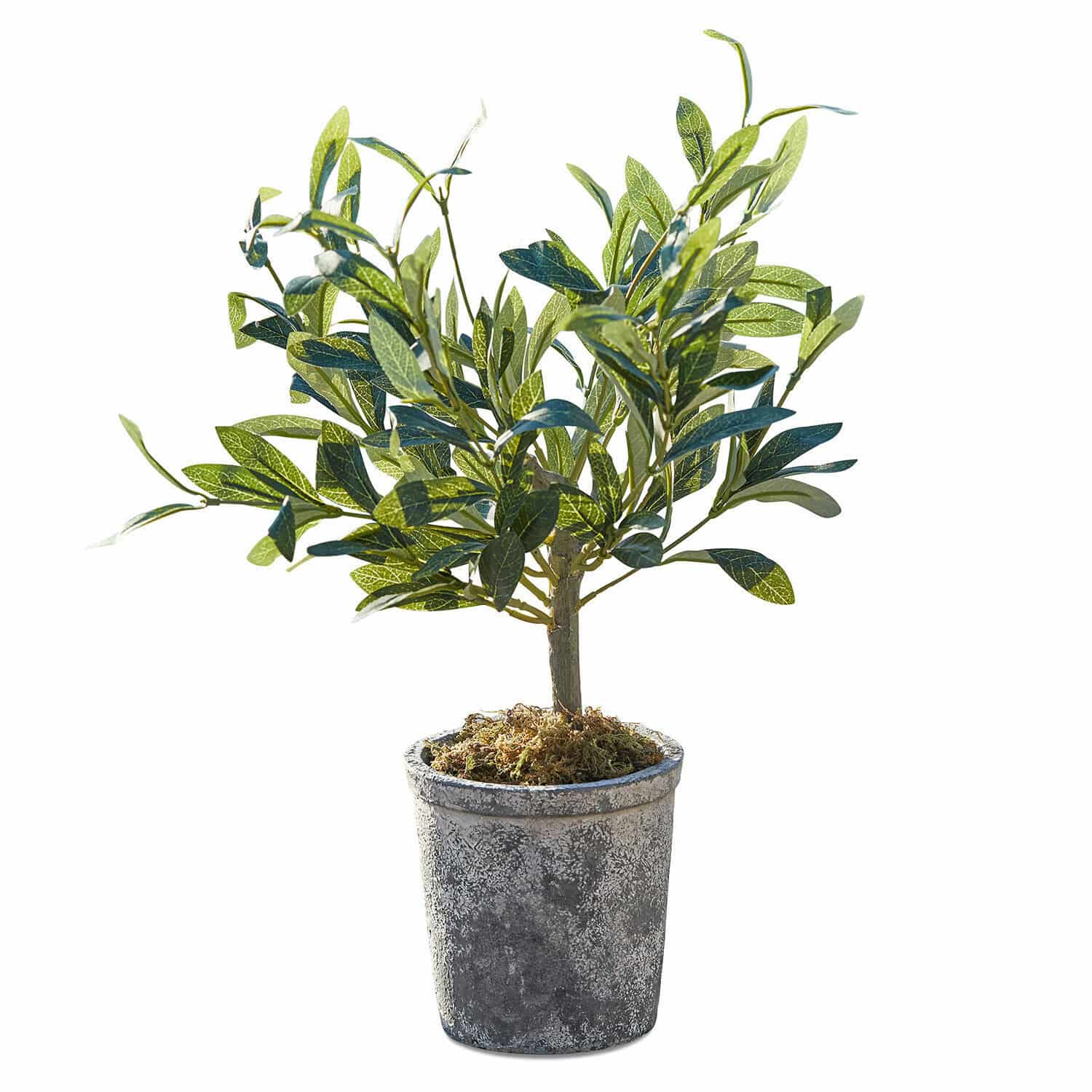 Pianta in vaso decorativa Mariuccia Albero di ulivo artificiale in vaso grigio con muschio decorativo, pianta decorativa per interni ed esterni