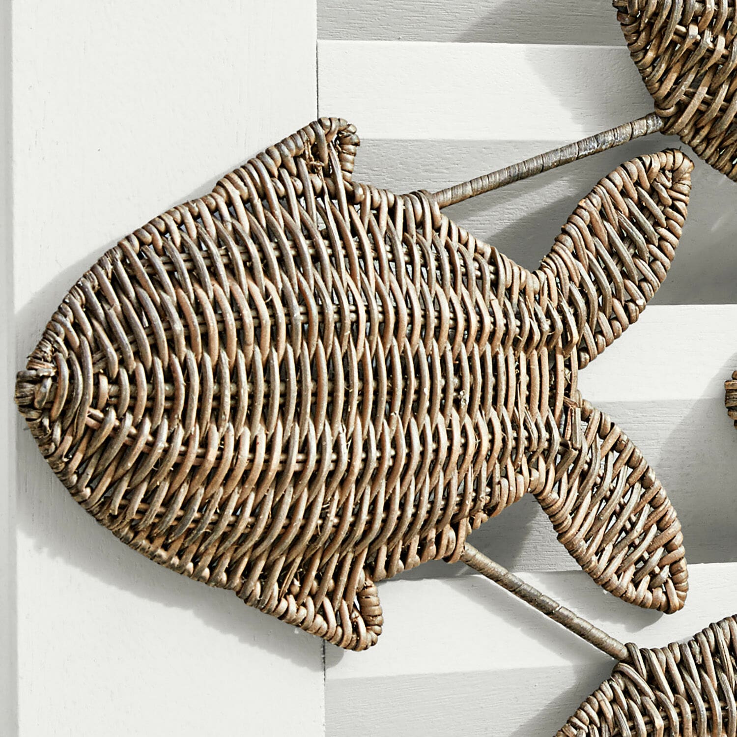 Pesci decorativi Vendée
