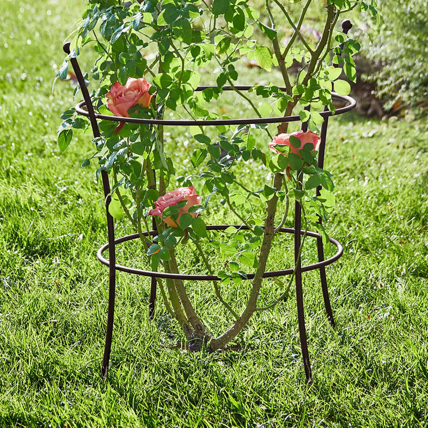 Traliccio Hearne Supporto per piante in metallo marrone nel giardino, sostiene rose rampicanti sull'erba verde