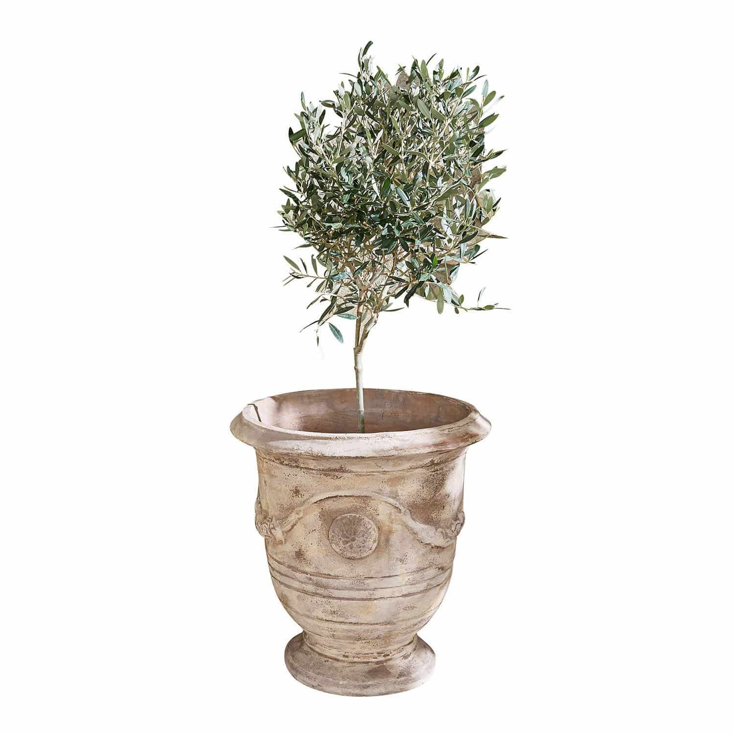 Portavaso Garwood Vaso in terracotta beige con pianta verde, ideale per decorazioni interne ed esterne