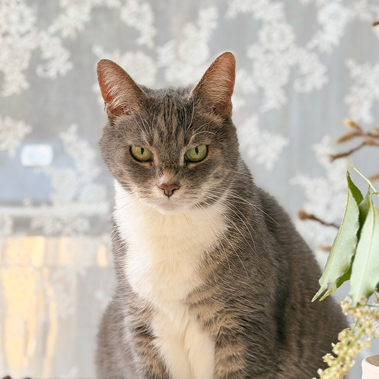 Gatto grigio e bianco con occhi verdi seduto davanti a una tenda decorata in una stanza luminosa