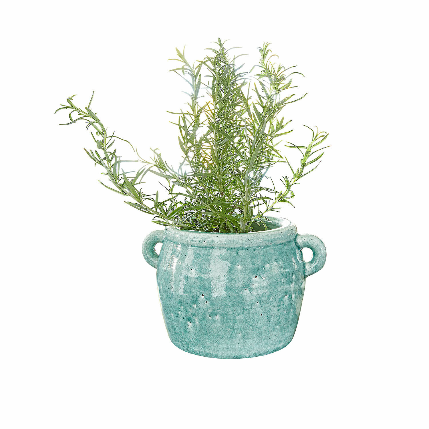 Vaso Elvin Pianta verde in vaso di ceramica turchese con manici su sfondo bianco, decorazione per interni