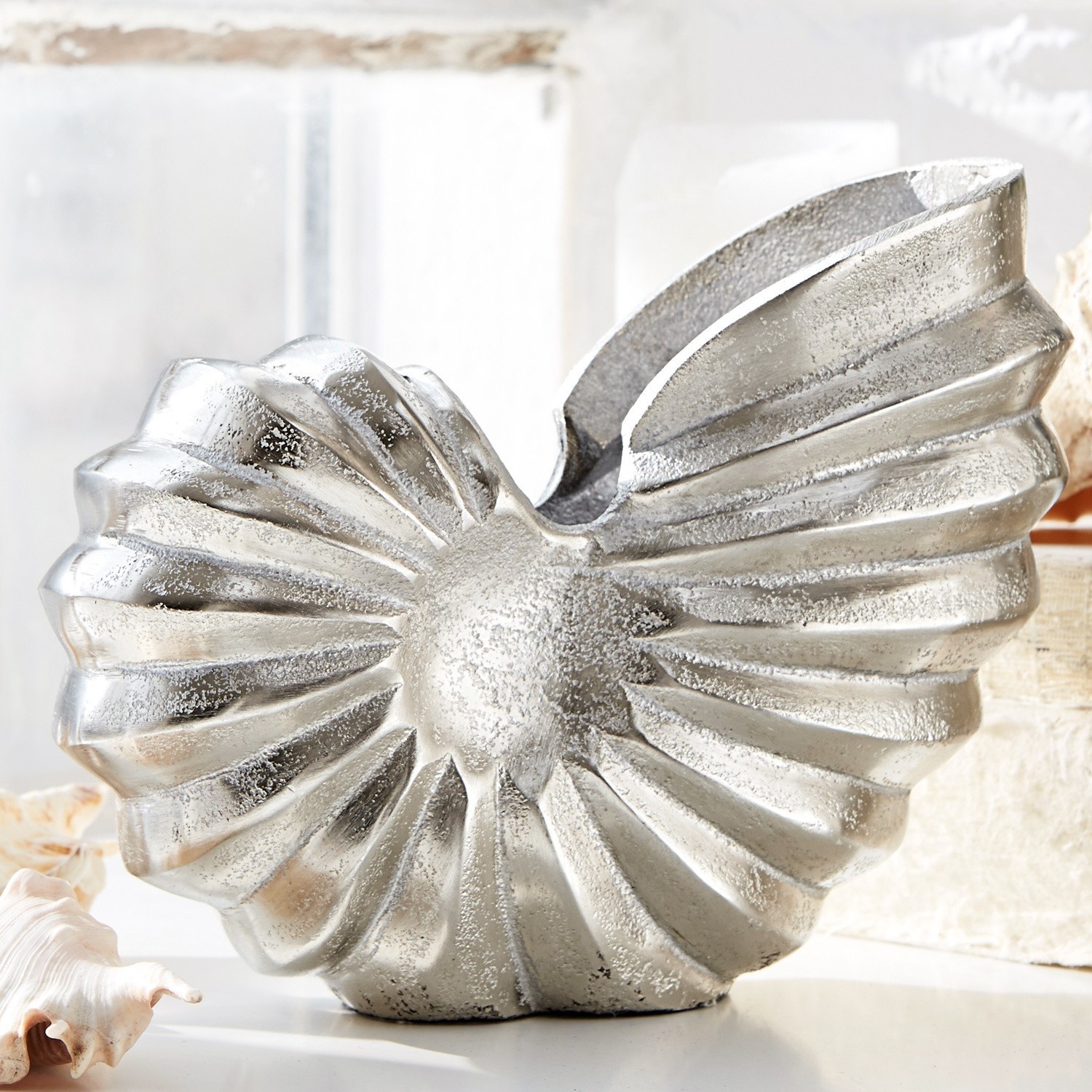 Ammonite decorativa Whirl