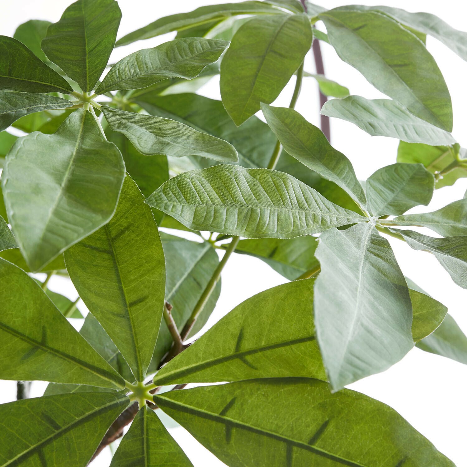 Pianta decorativa Elandra