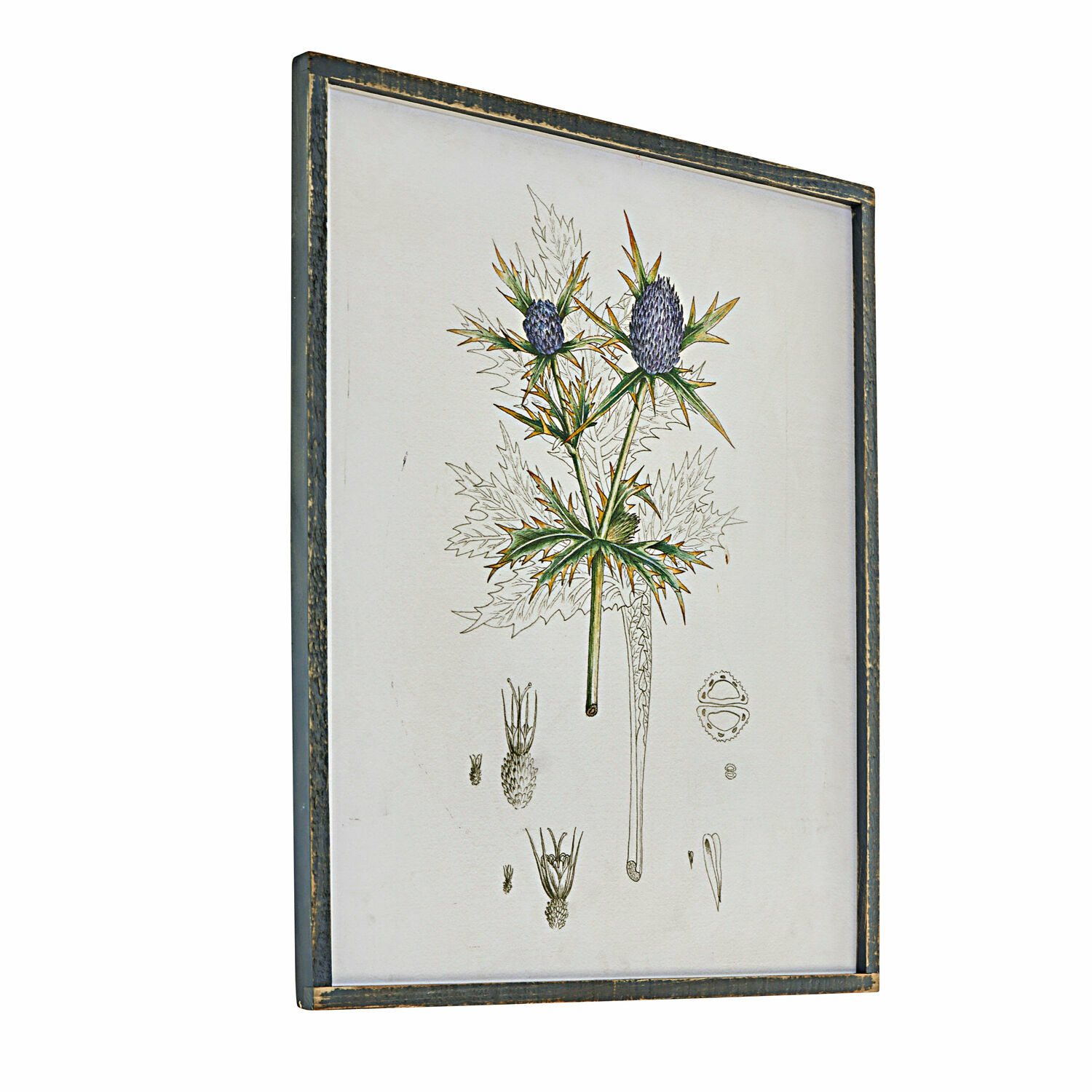 Quadro Épine Illustrazione botanica incorniciata di pianta con fiori viola in cornice di legno vintage