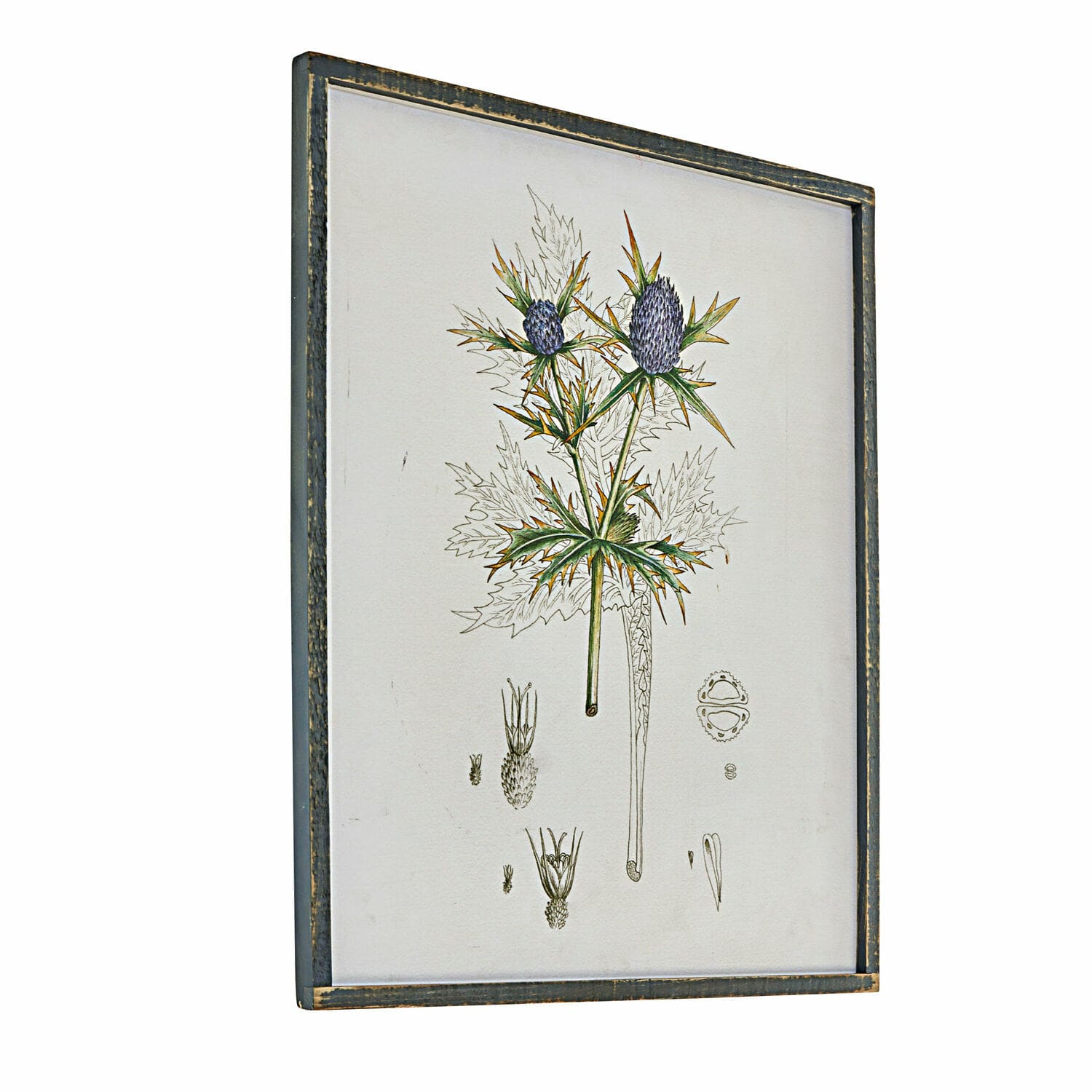 Quadro Épine Illustrazione botanica incorniciata di pianta con fiori viola in cornice di legno vintage