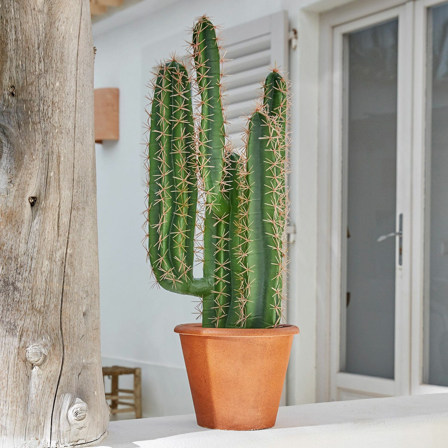 Pianta in vaso decorativa Campana