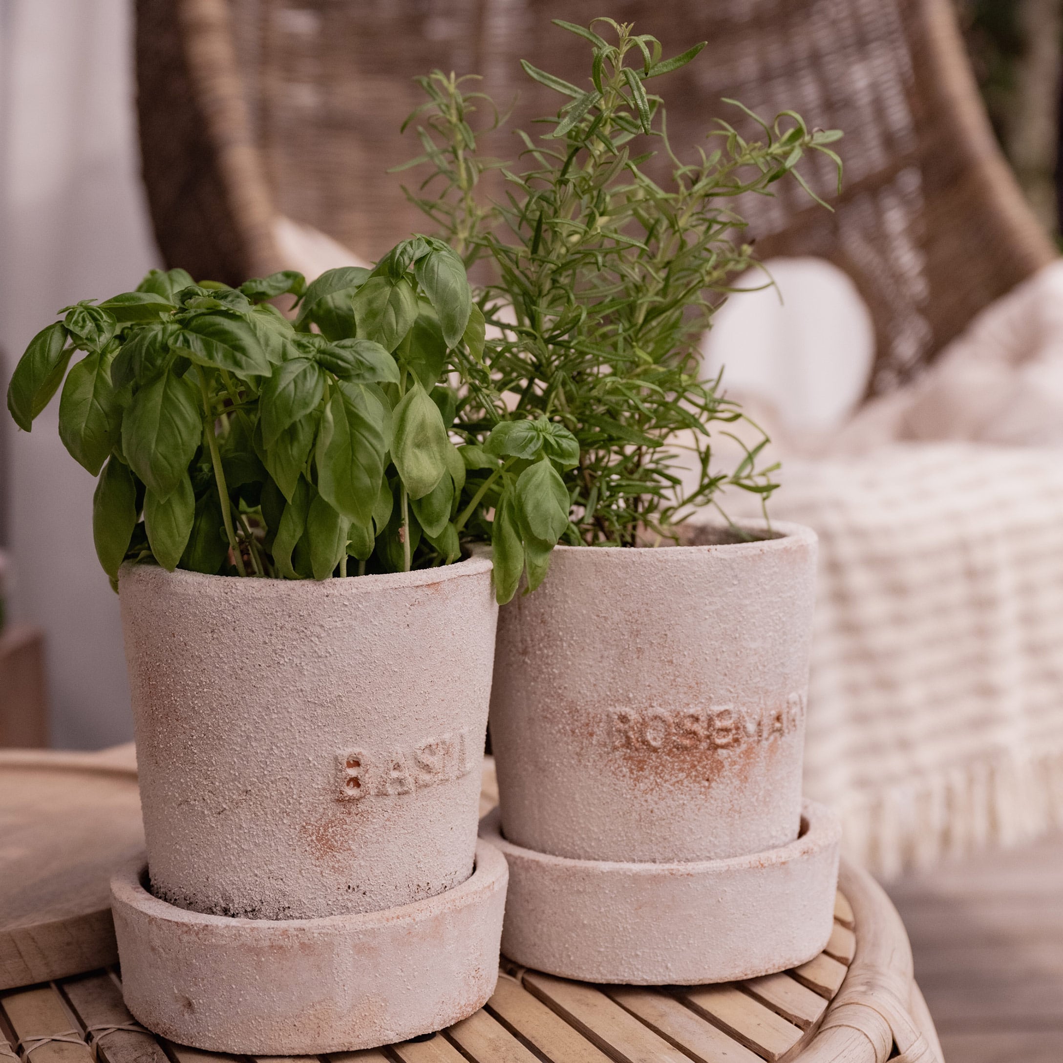 Due fioriere in terracotta con basilico e rosmarino su tavolo in legno per decorazione interna