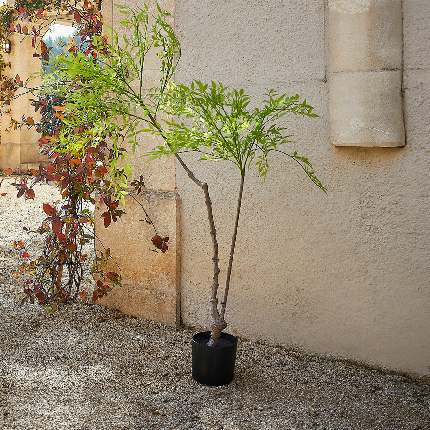 Pianta decorativa in vaso (seconda scelta) Avenelle