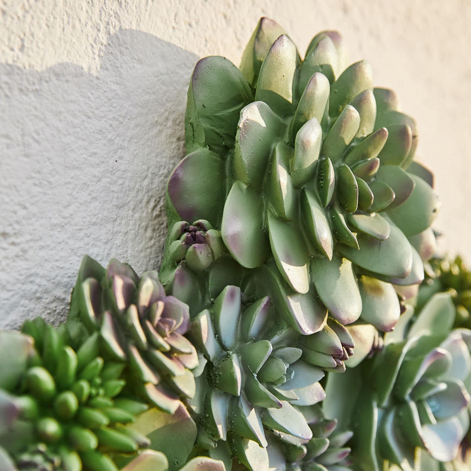 Pianta decorativa Fema