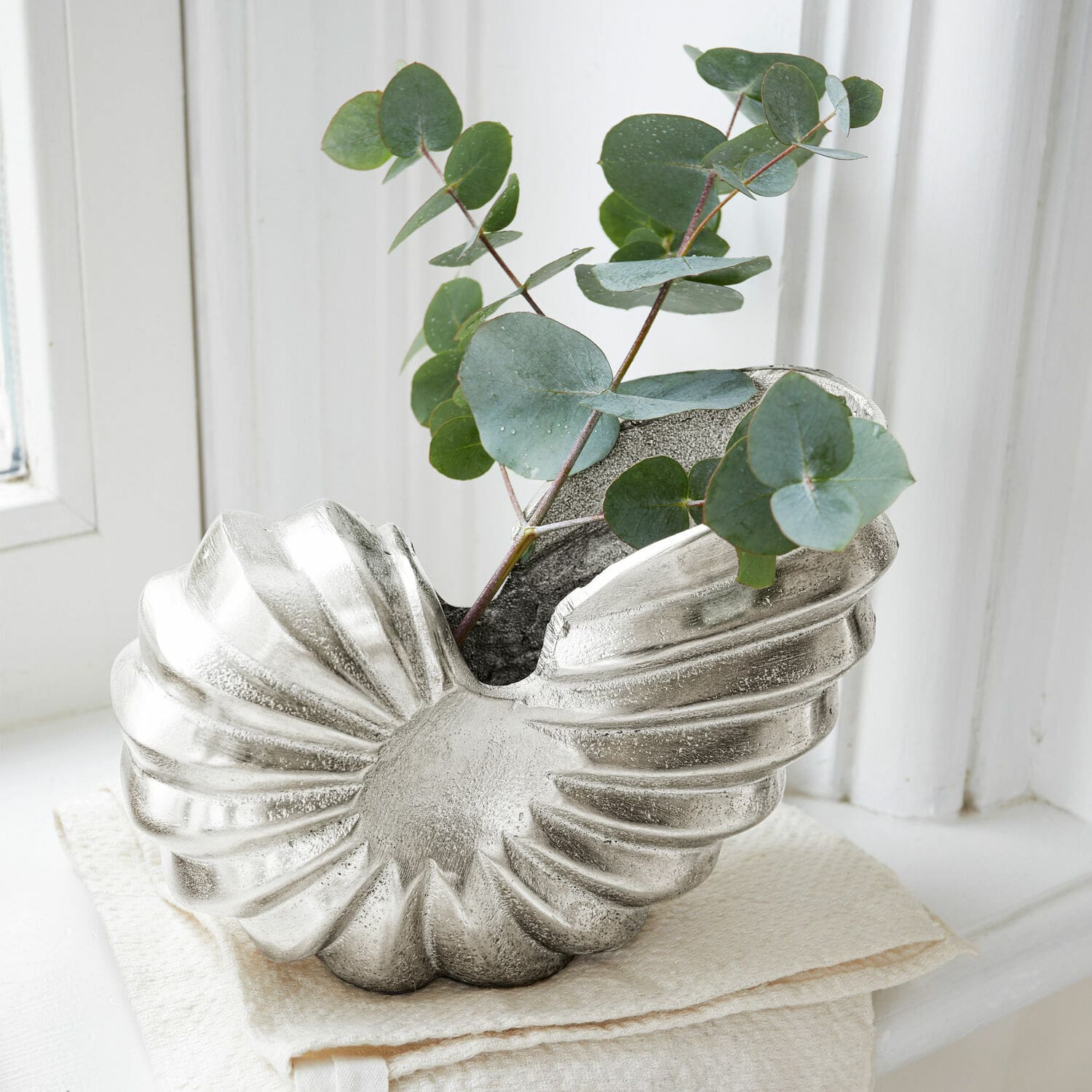 Ammonite decorativa Whirl