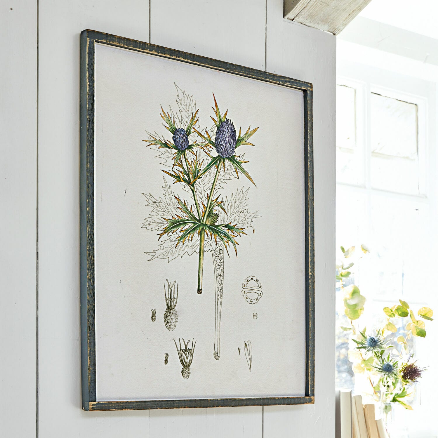 Quadro Épine Illustrazione botanica di cardo incorniciata in nero su parete bianca, decorazione da parete