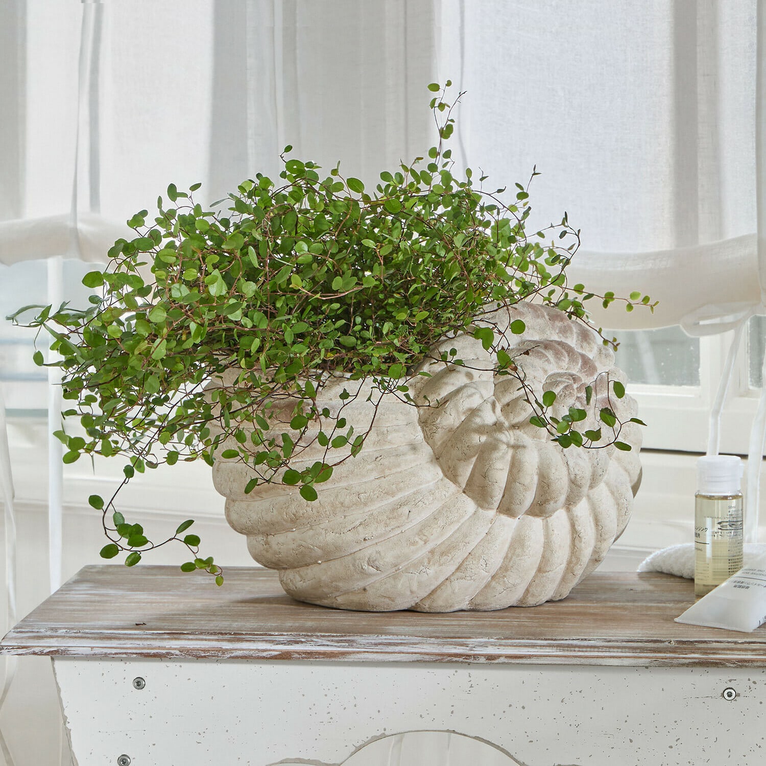 Portavaso Wavigny Vaso a forma di conchiglia in pietra chiara con pianta verde su tavolo di legno in ambiente luminoso