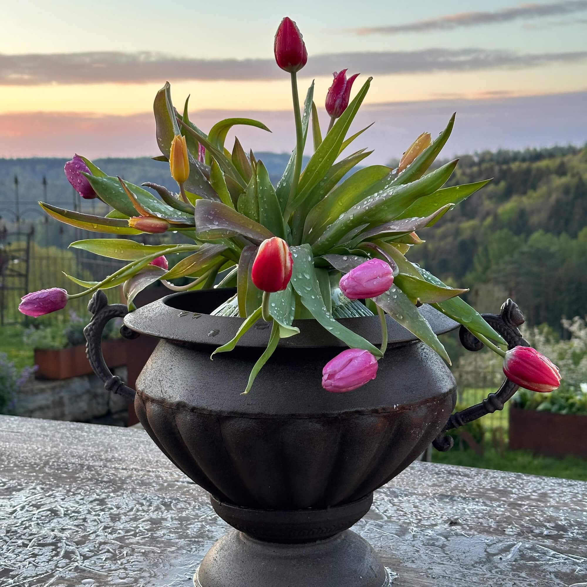 Vaso in metallo nero con tulipani colorati e foglie verdi in giardino al tramonto
