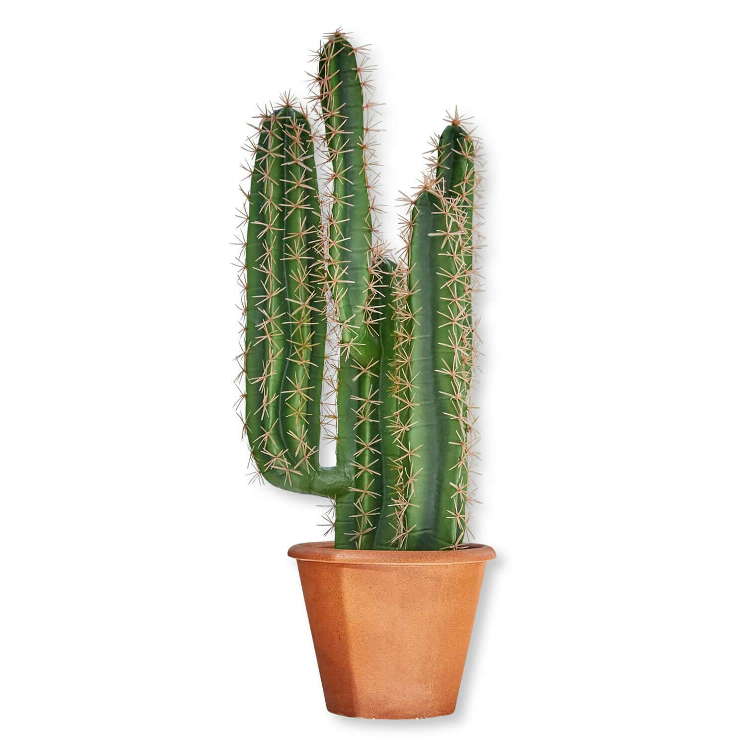 Pianta in vaso decorativa Campana