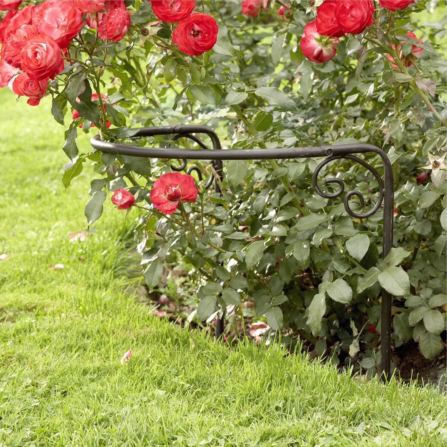 Sostegno per rose Cunfin Bordo da giardino in metallo nero con decorazioni vicino a rose rosse e prato verde
