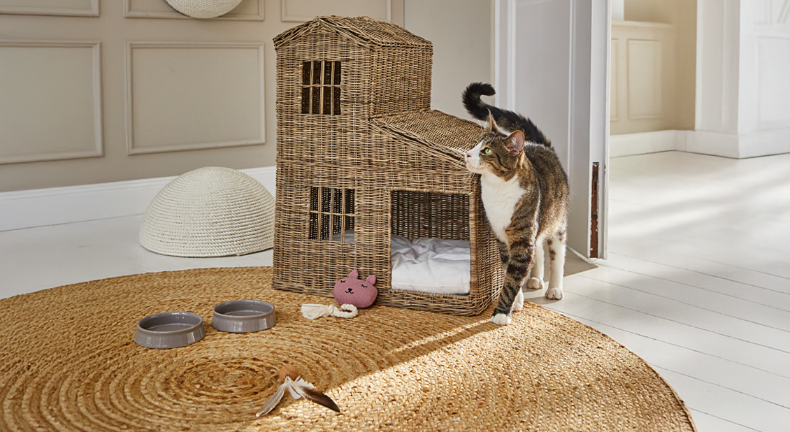 Rattan felino