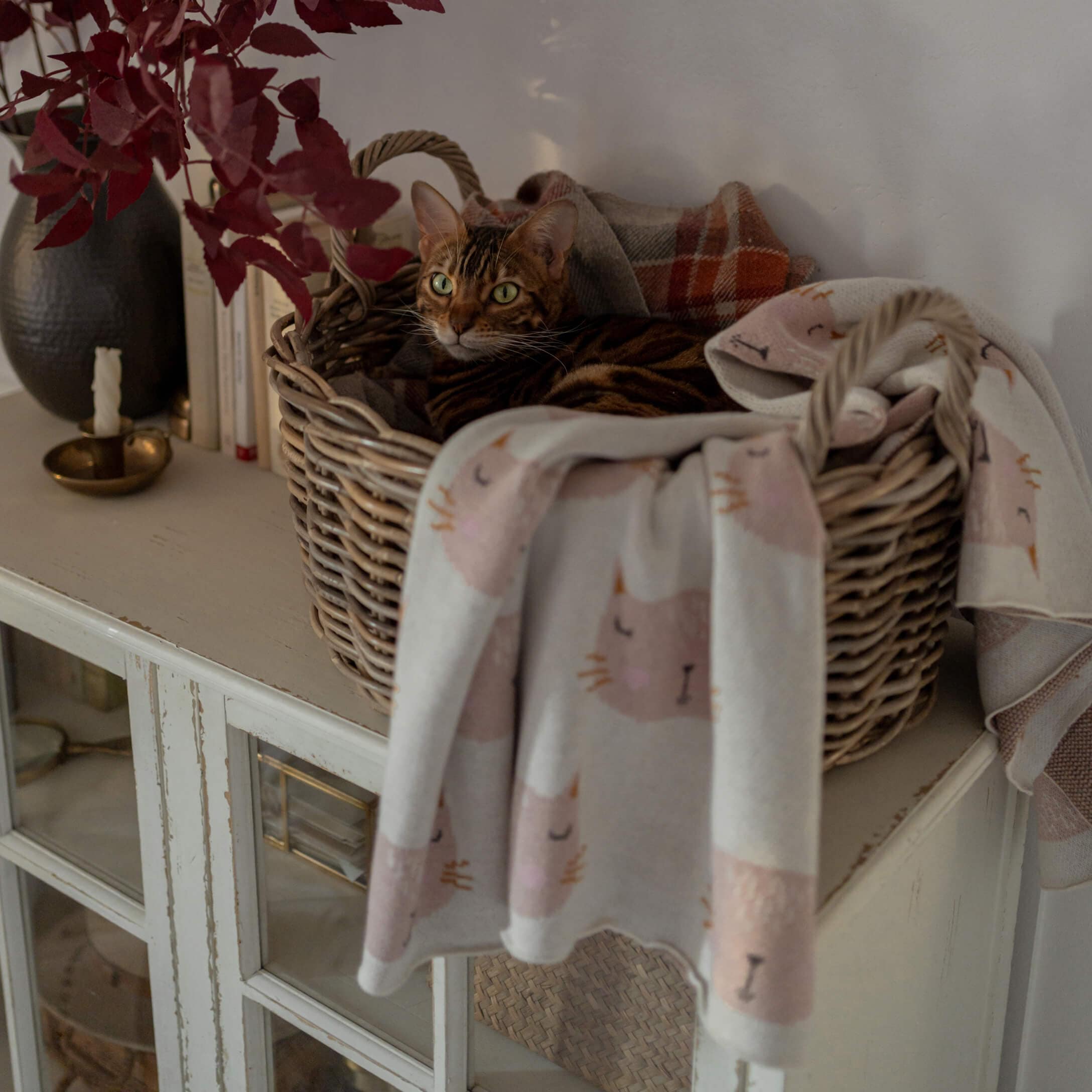 Gatto marrone in cesta di vimini con coperta morbida a motivo gatti, ambiente domestico accogliente