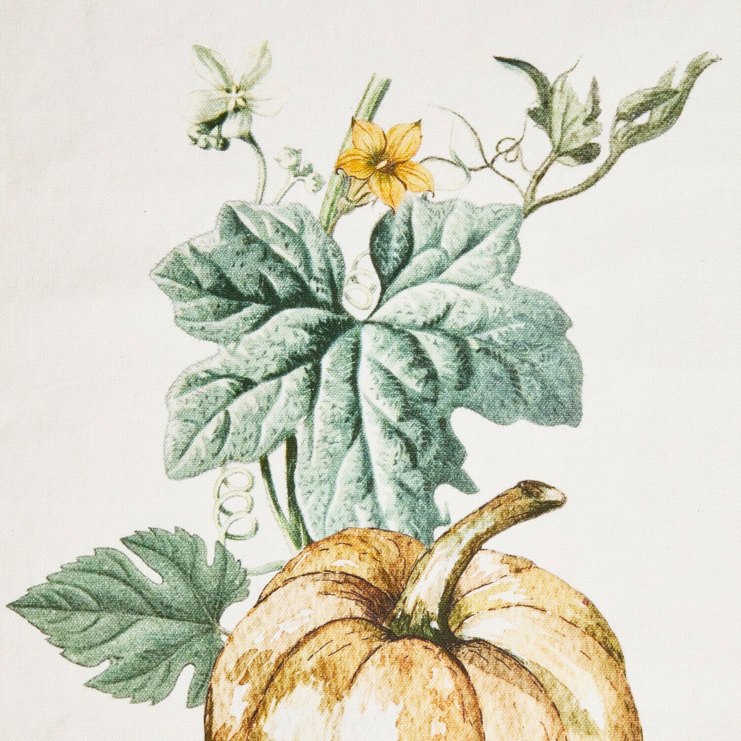 Coppia di canovacci Pavolinos