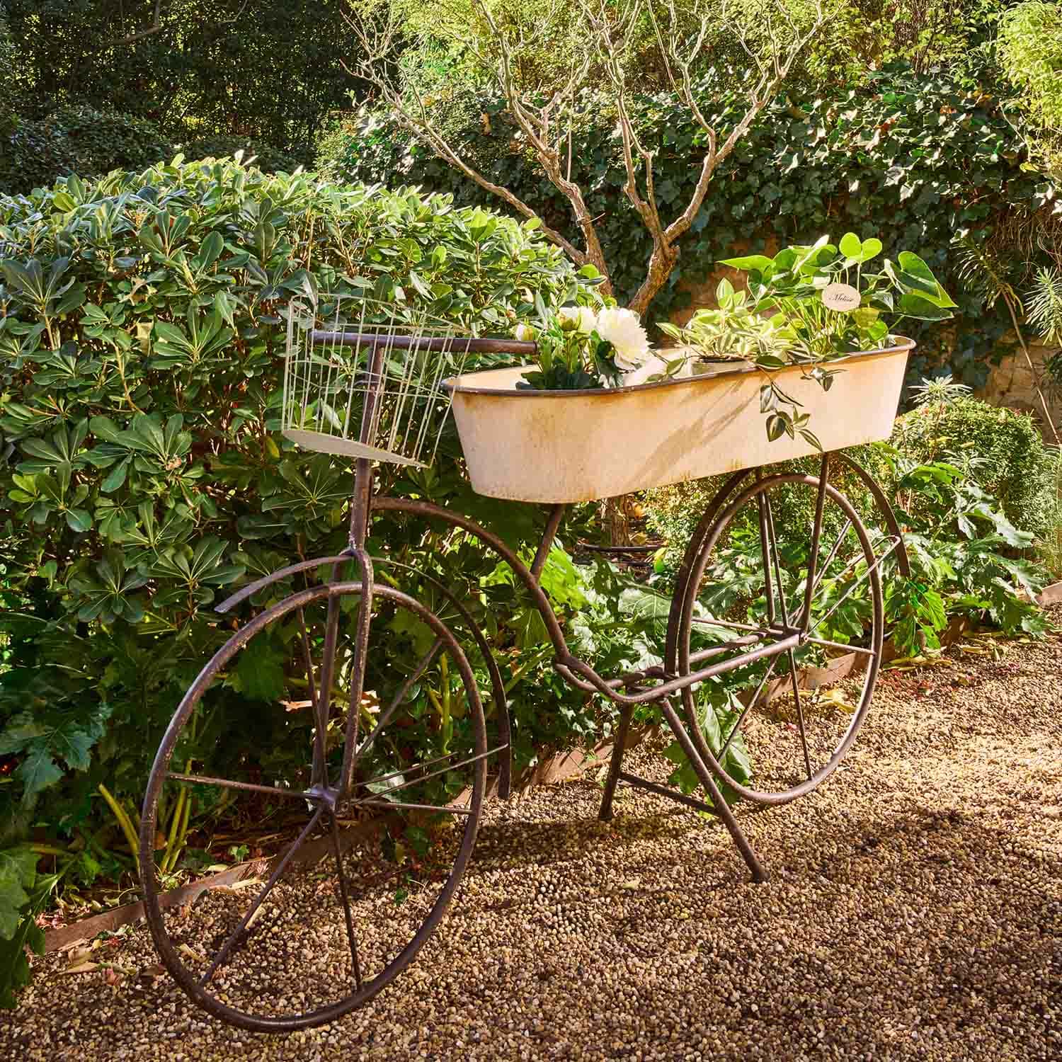 Bicicletta decorativa in metallo con vaso bianco e piante verdi in giardino su sentiero di ghiaia