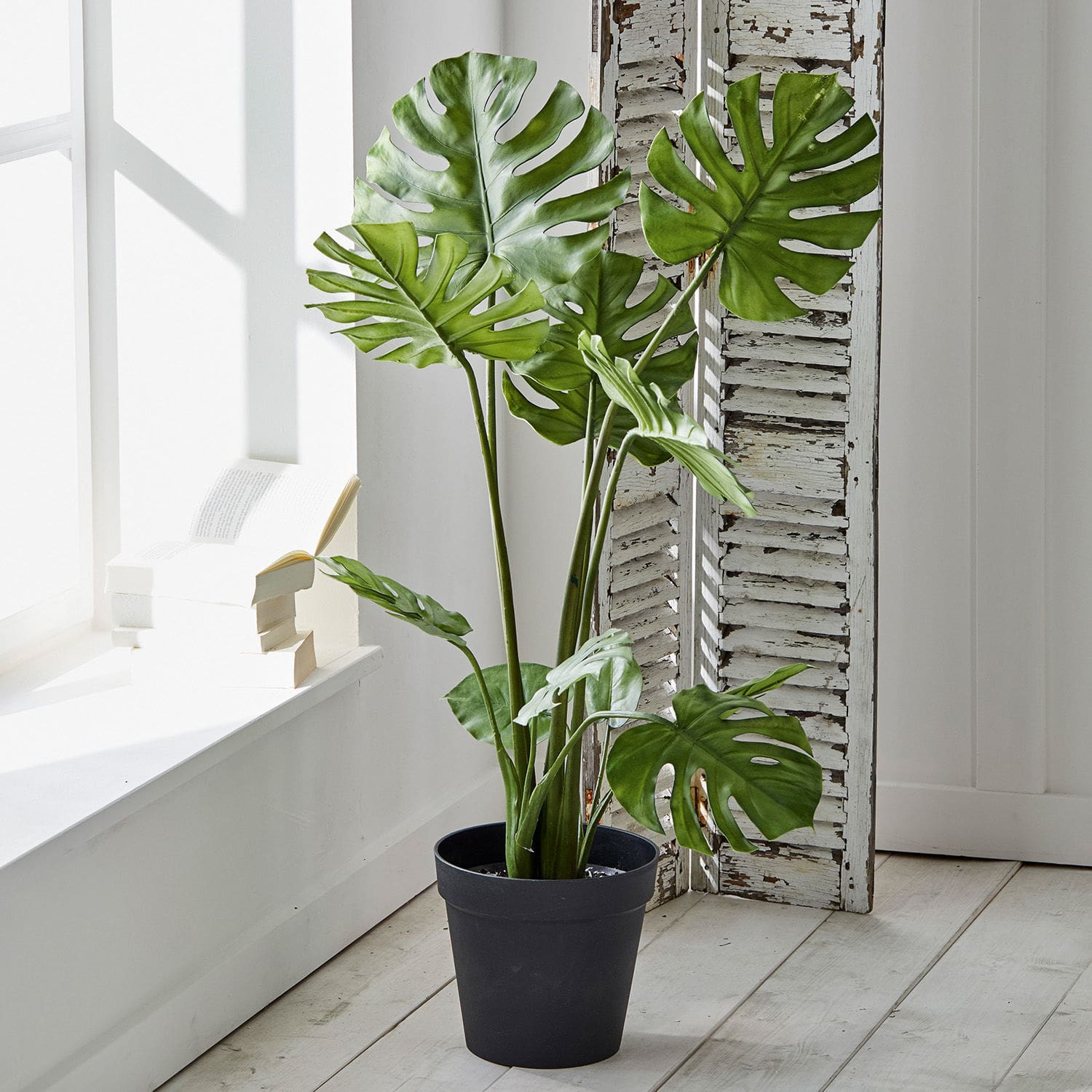 Pianta decorativa Monstera