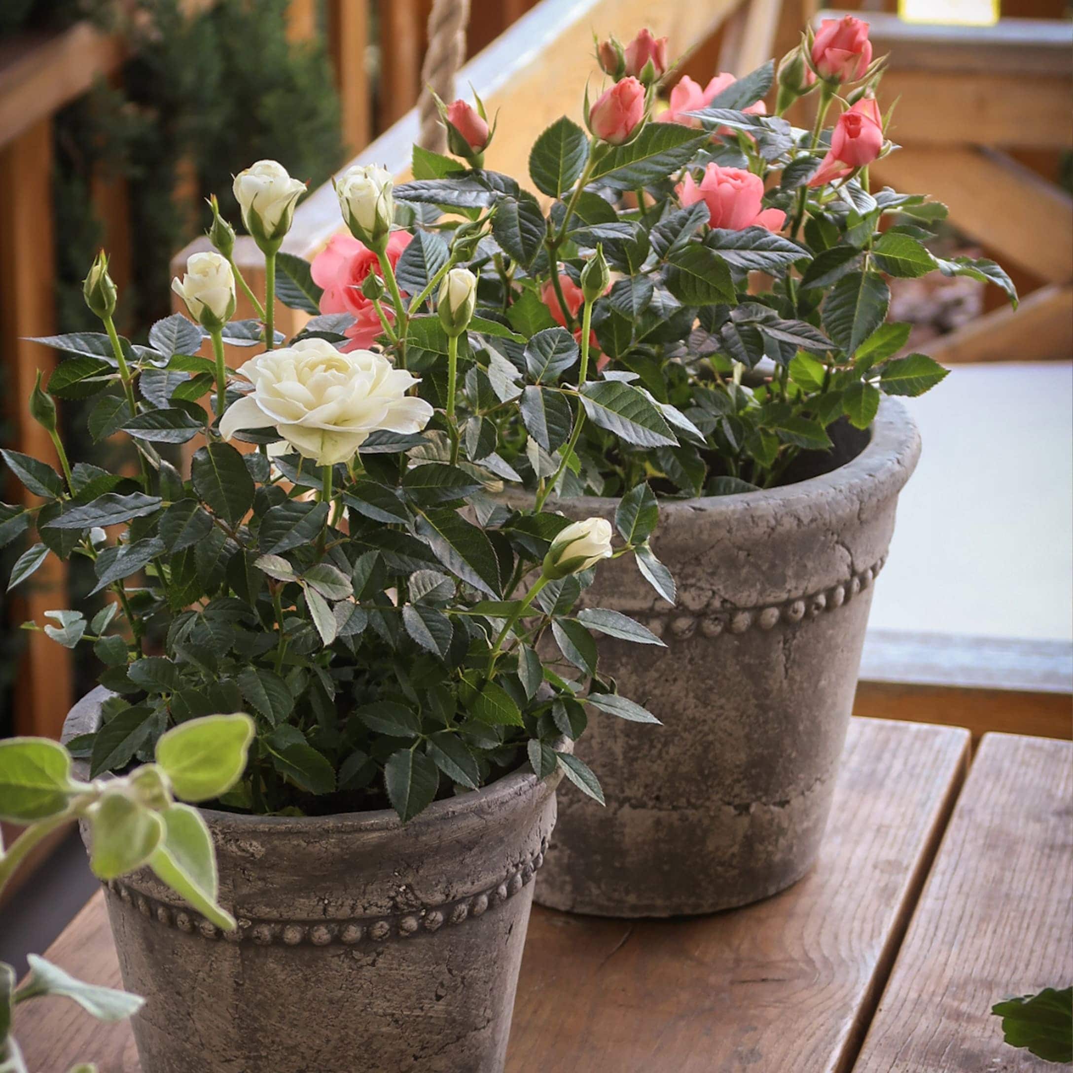 Vasi in pietra grigia con rose bianche e rosa su tavolo in legno rustico