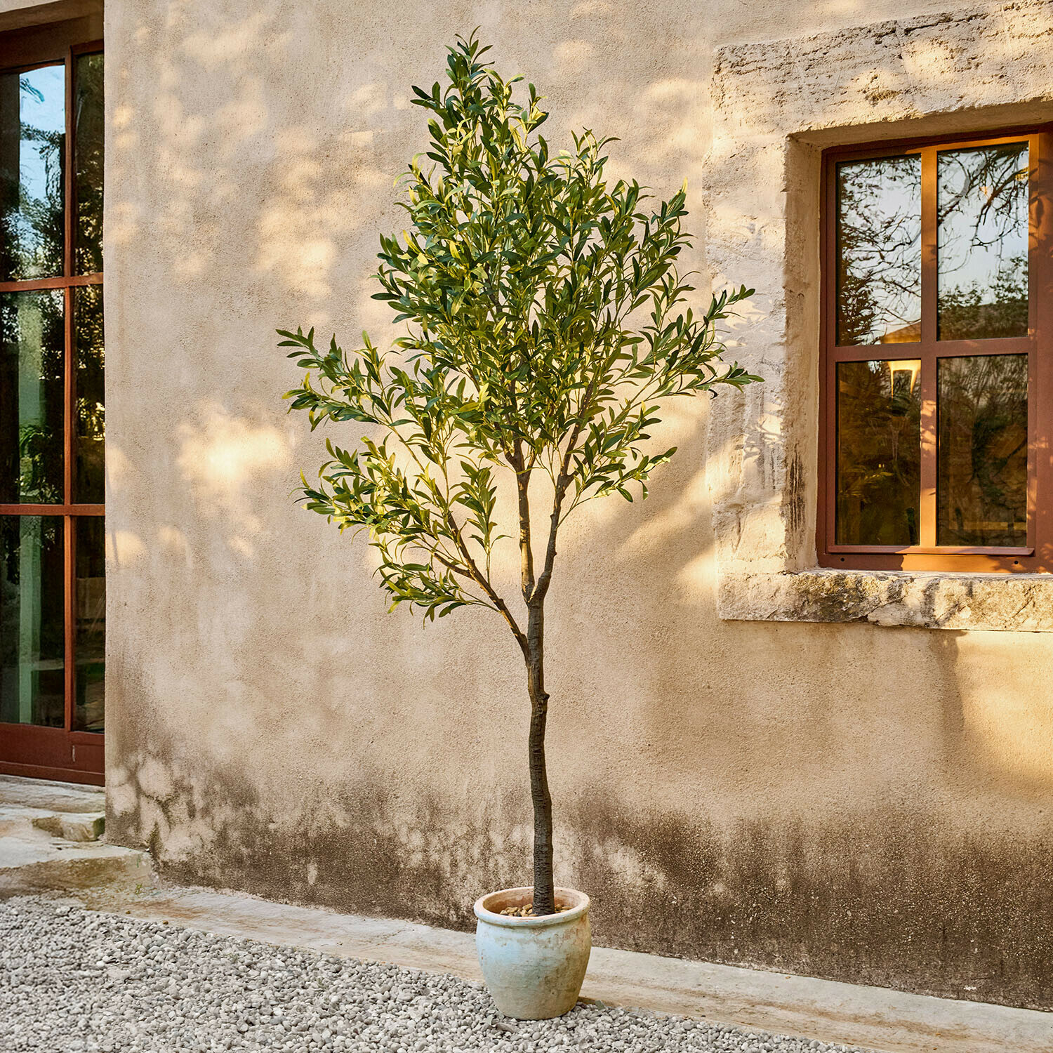 Albero di ulivo in vaso beige chiaro davanti a muro con finestra, pianta decorativa da giardino