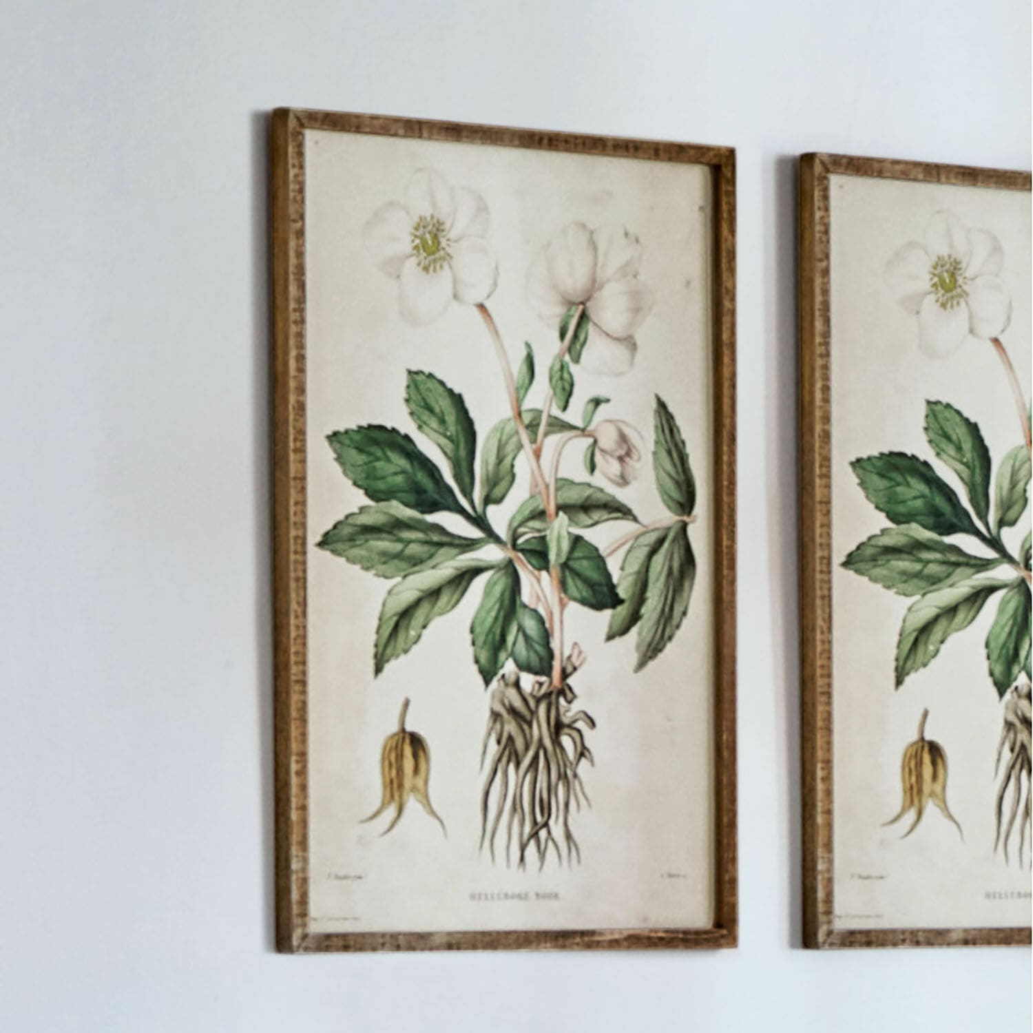 Stampa decorativa Hellebore