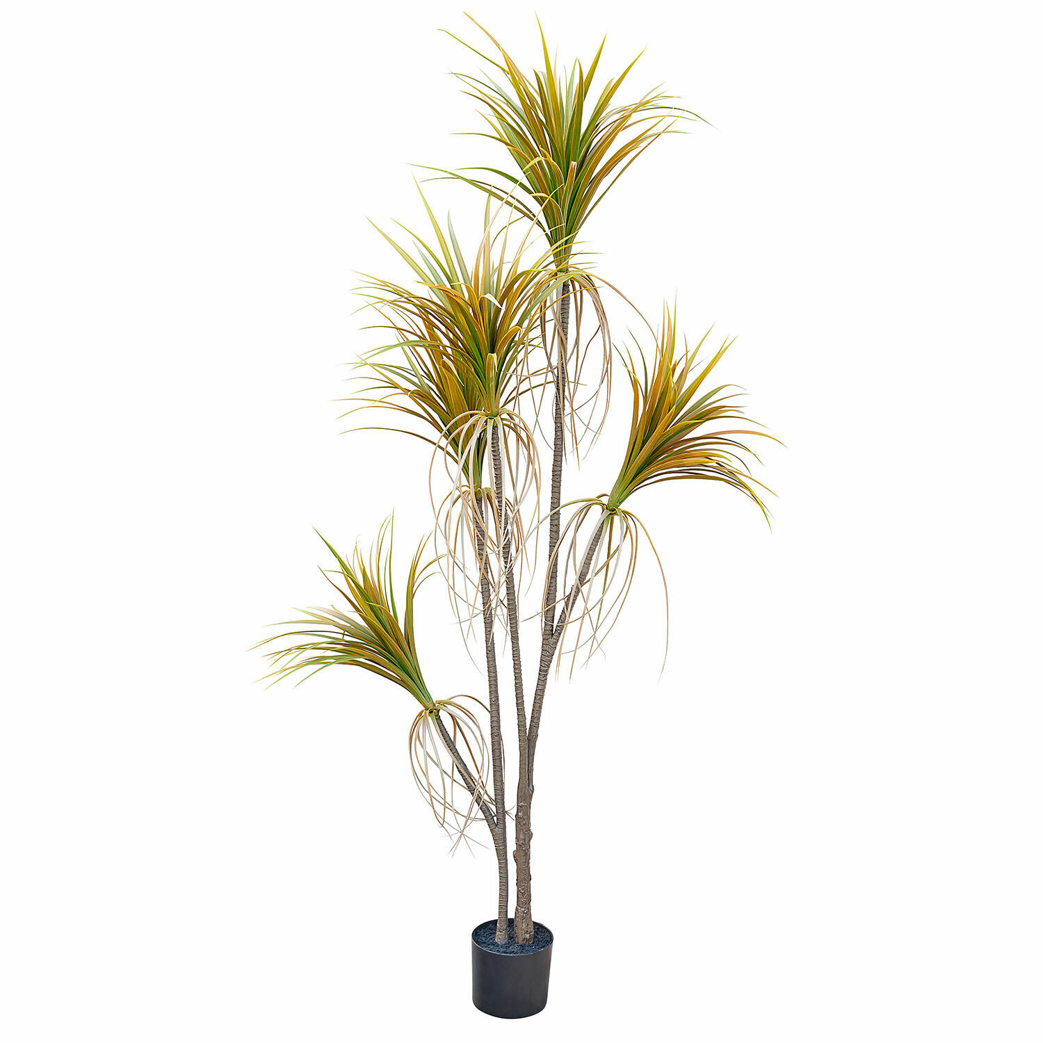 Pianta decorativa in vaso Ancerac