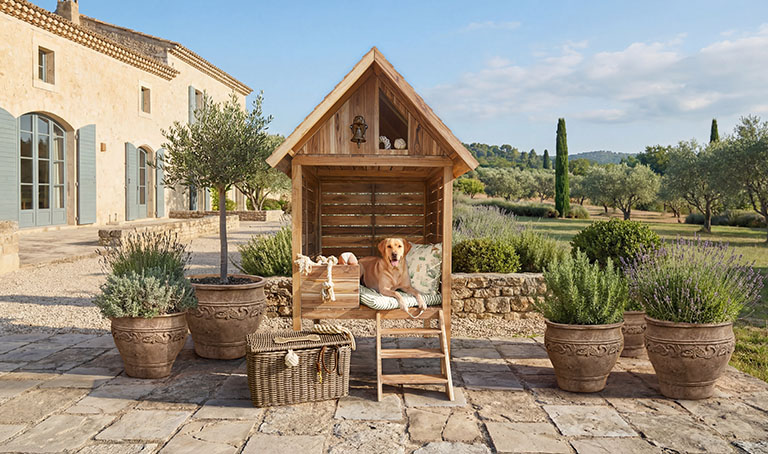 Vacanza a quattro zampe