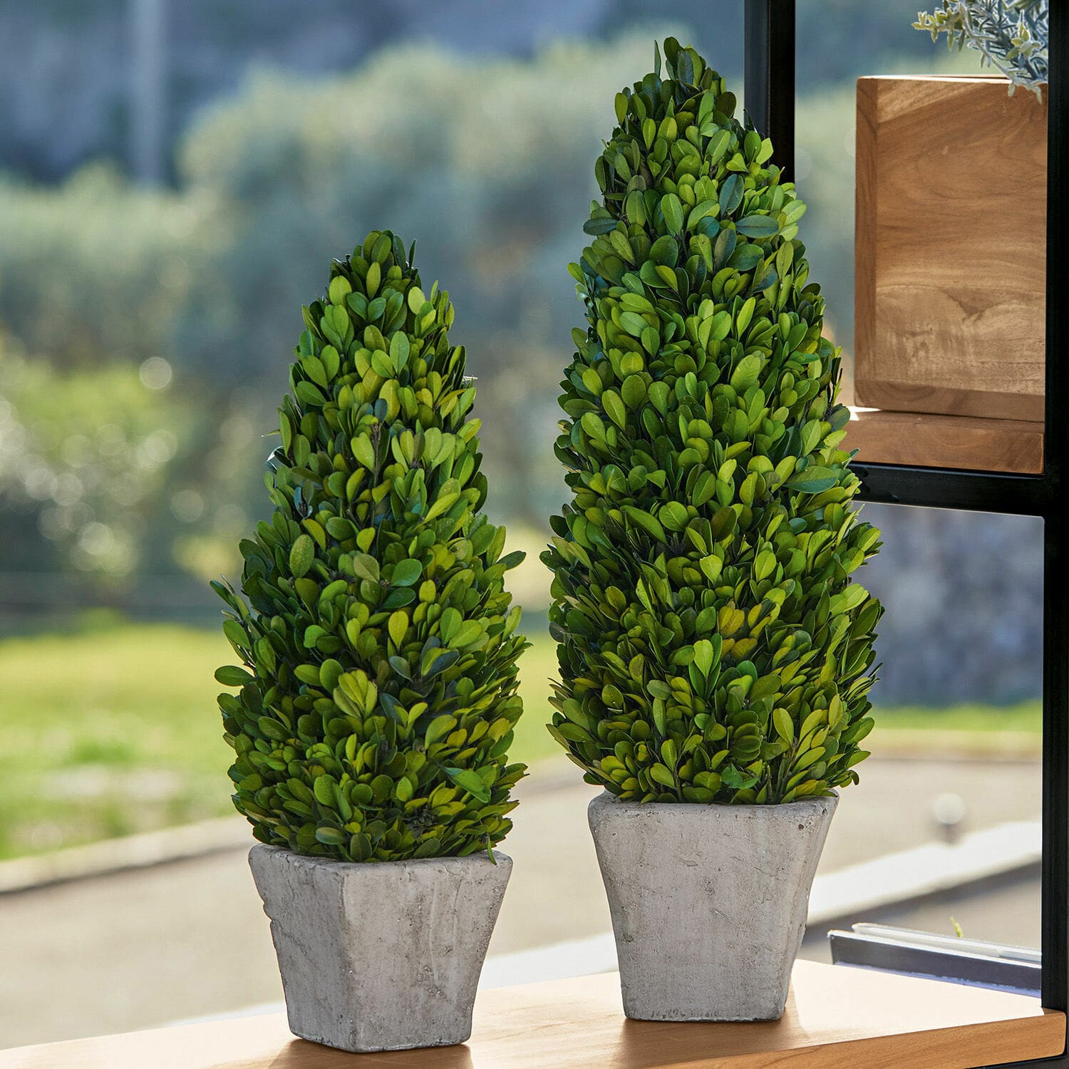 Coppia di alberelli decorativi Pierry
