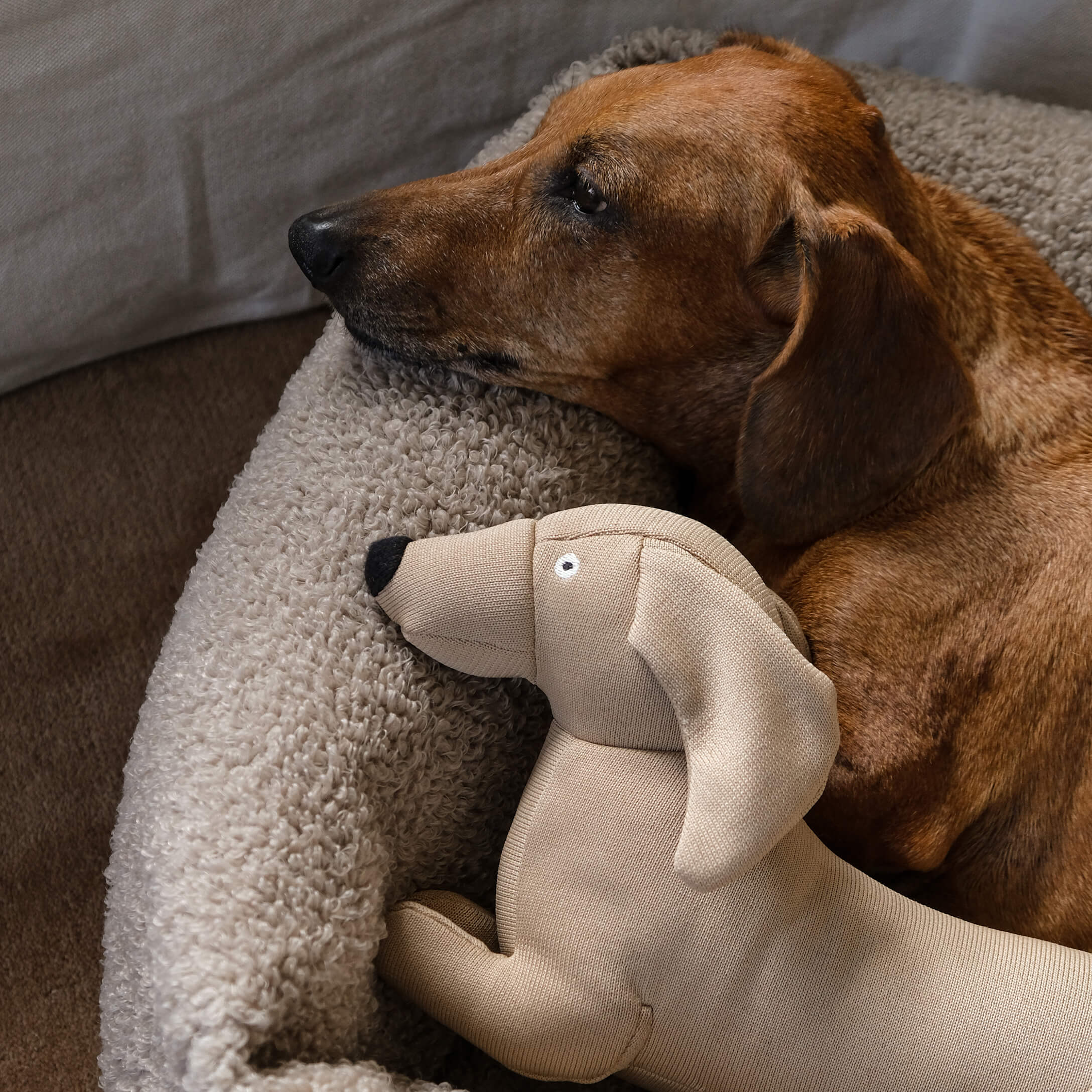 Cane marrone sdraiato su un morbido letto beige accanto a un giocattolo di peluche beige a forma di cane