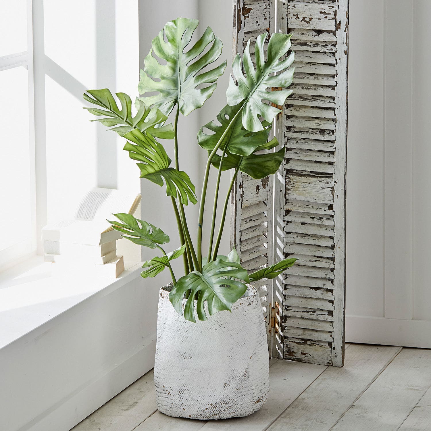 Pianta decorativa Monstera