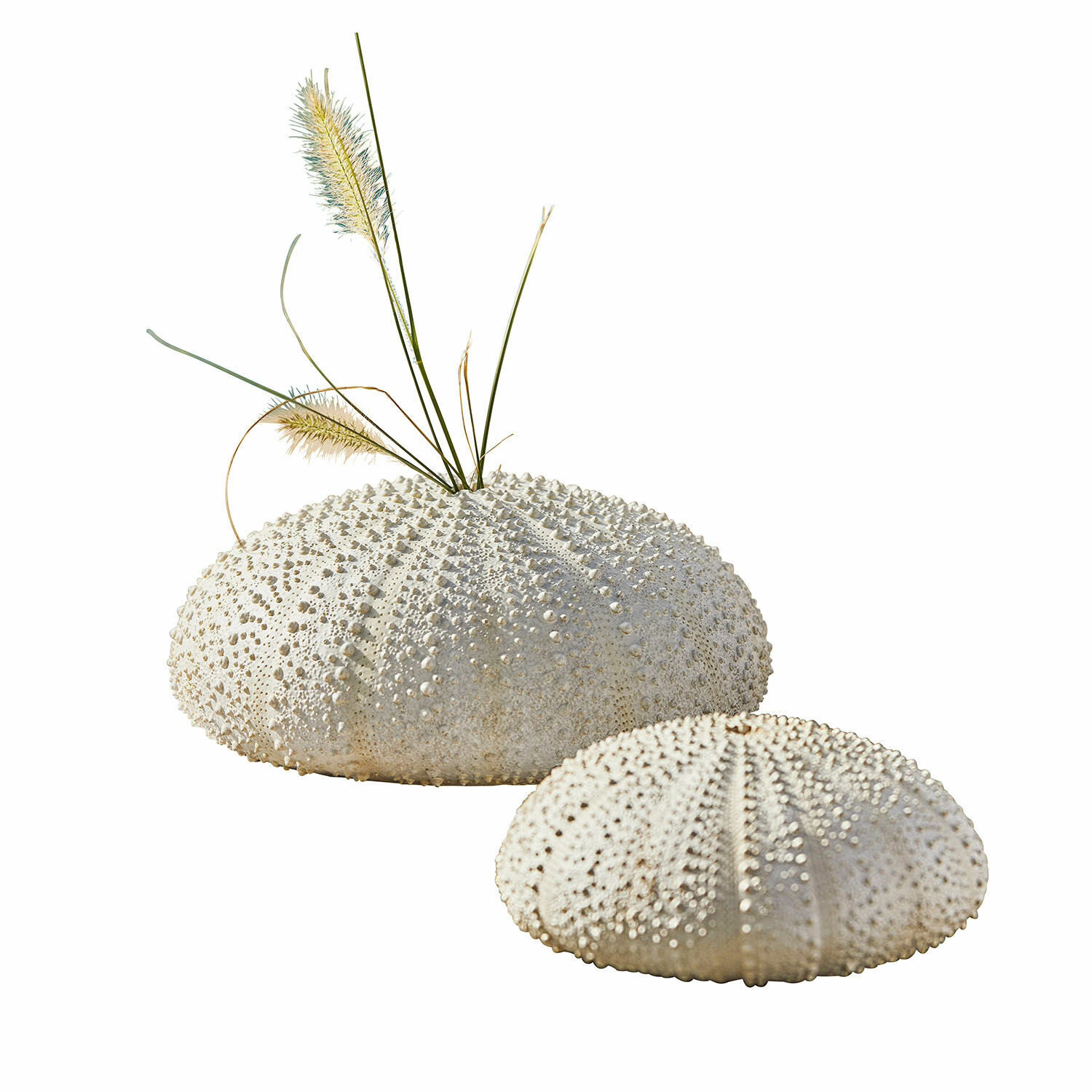 Coppia di ricci di mare decorativi Kimbar Ricci di mare bianchi decorativi con texture, uno con erba secca, decorazione per interni