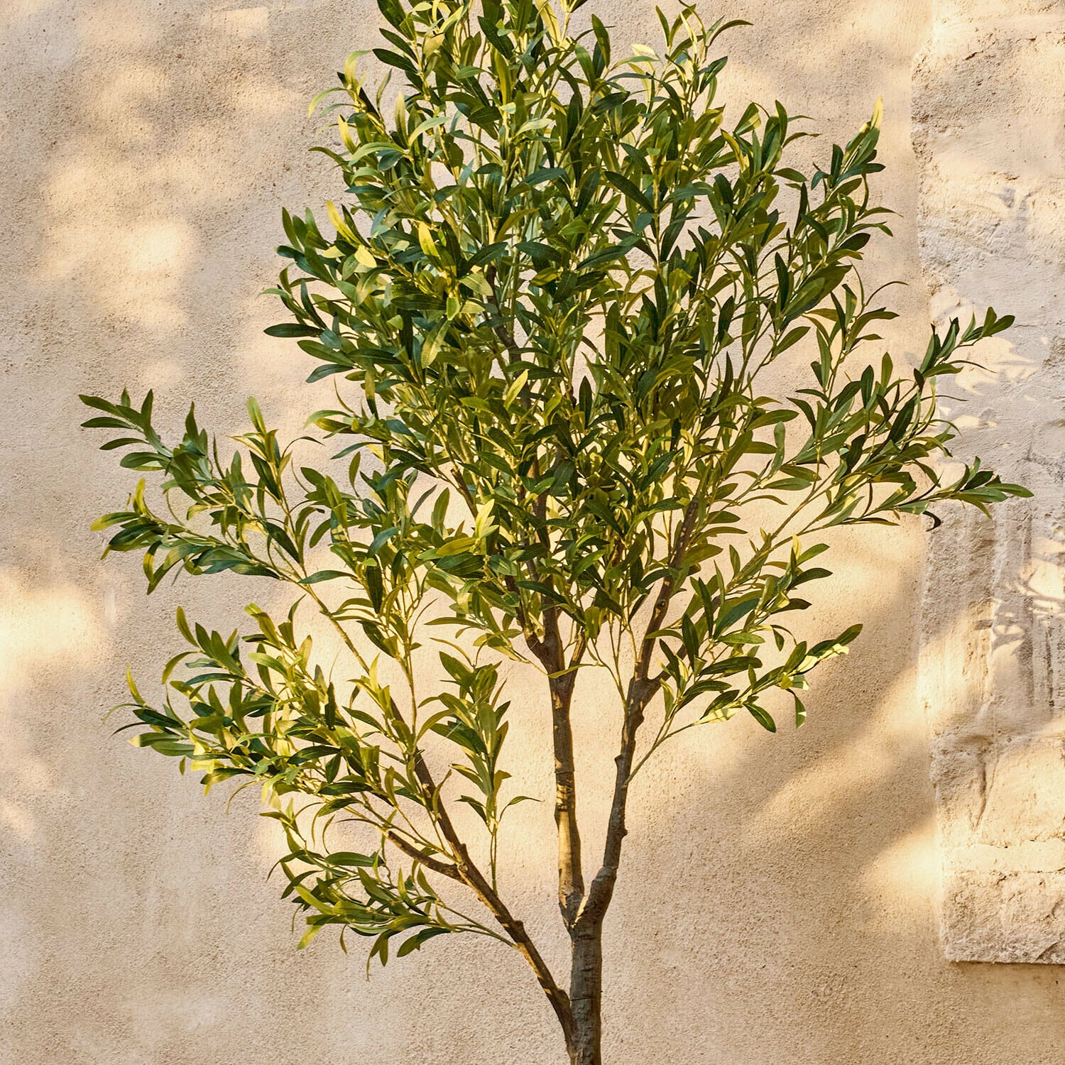 Ulivo decorativo Faelira