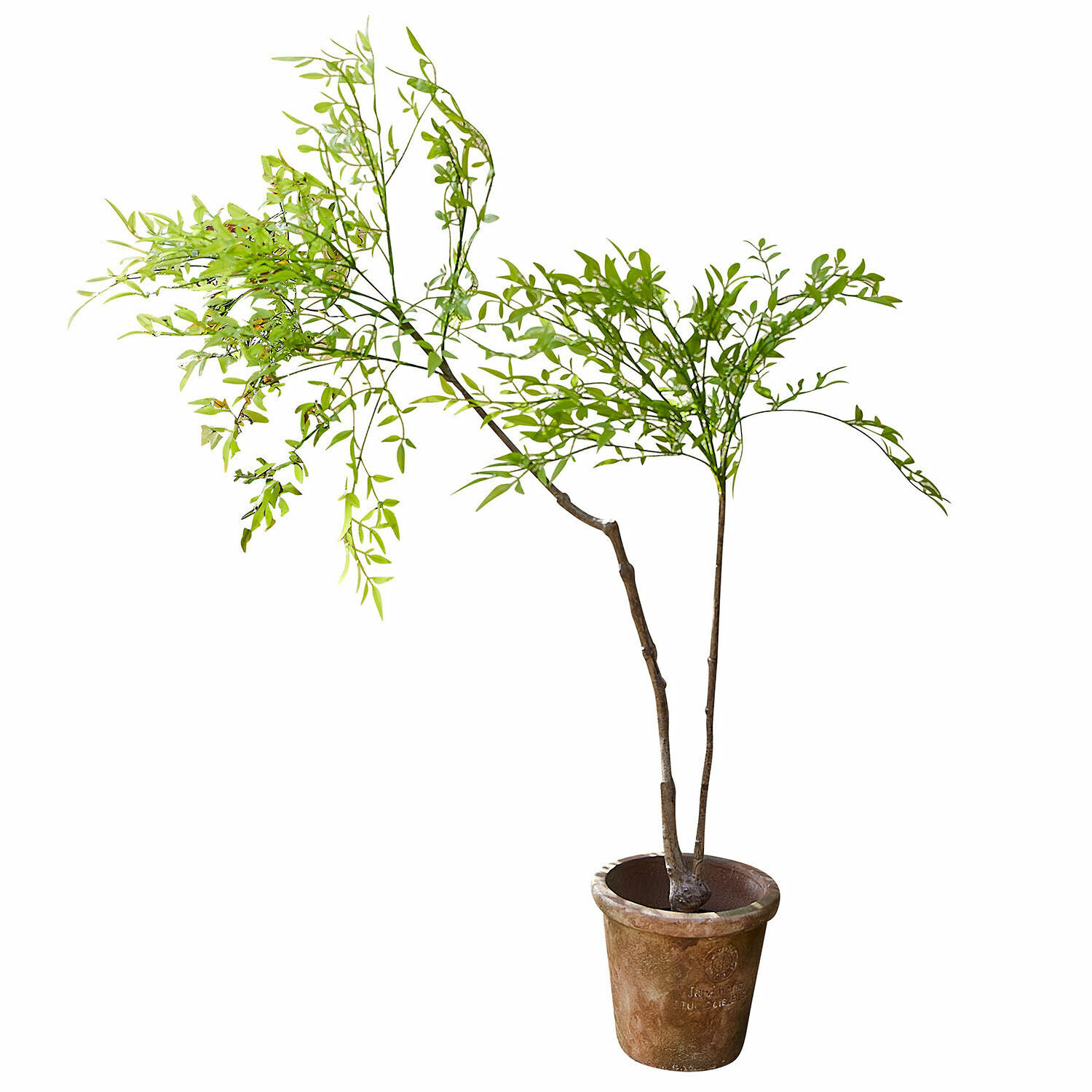 Pianta decorativa in vaso (seconda scelta) Avenelle