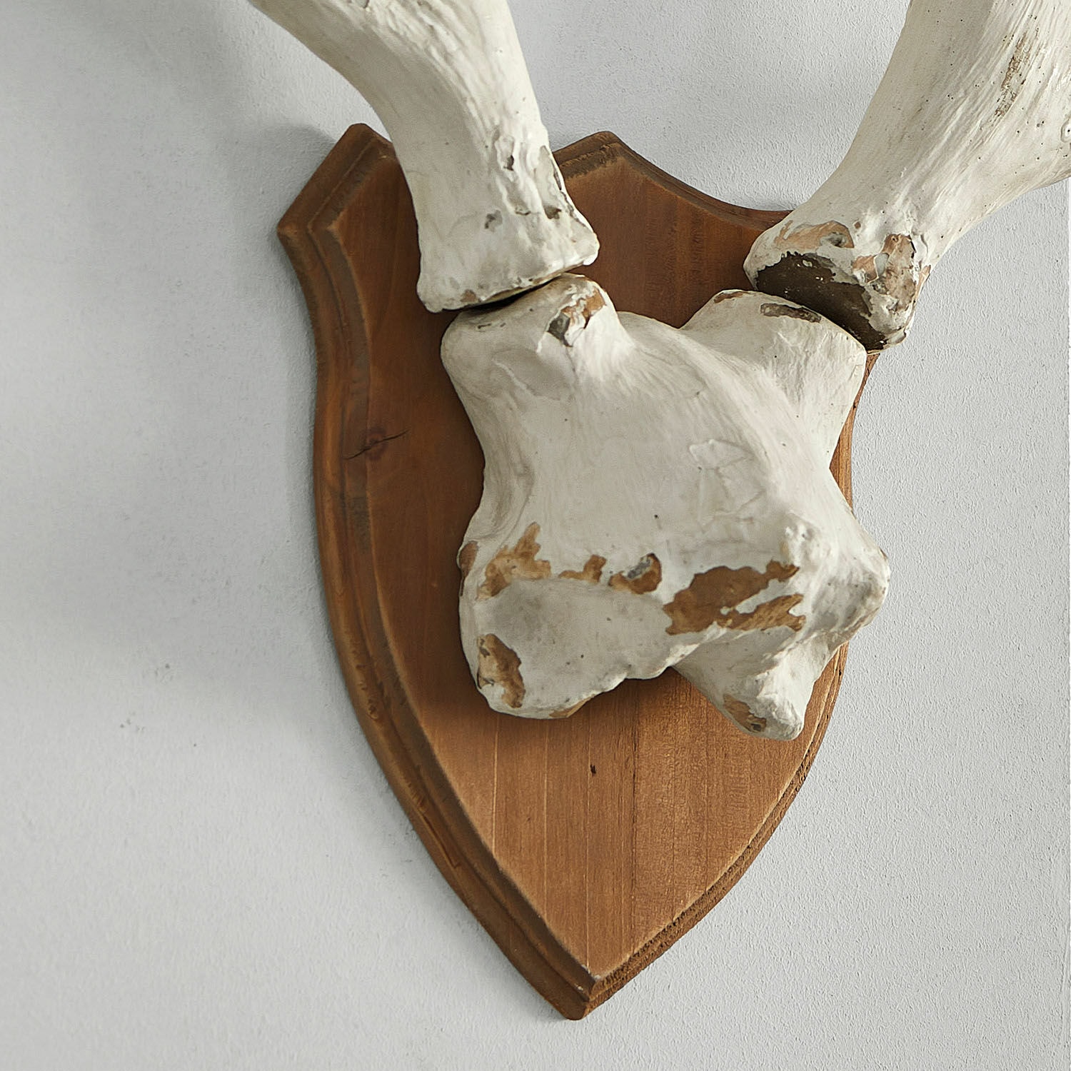Corna di cervo decorative Talim