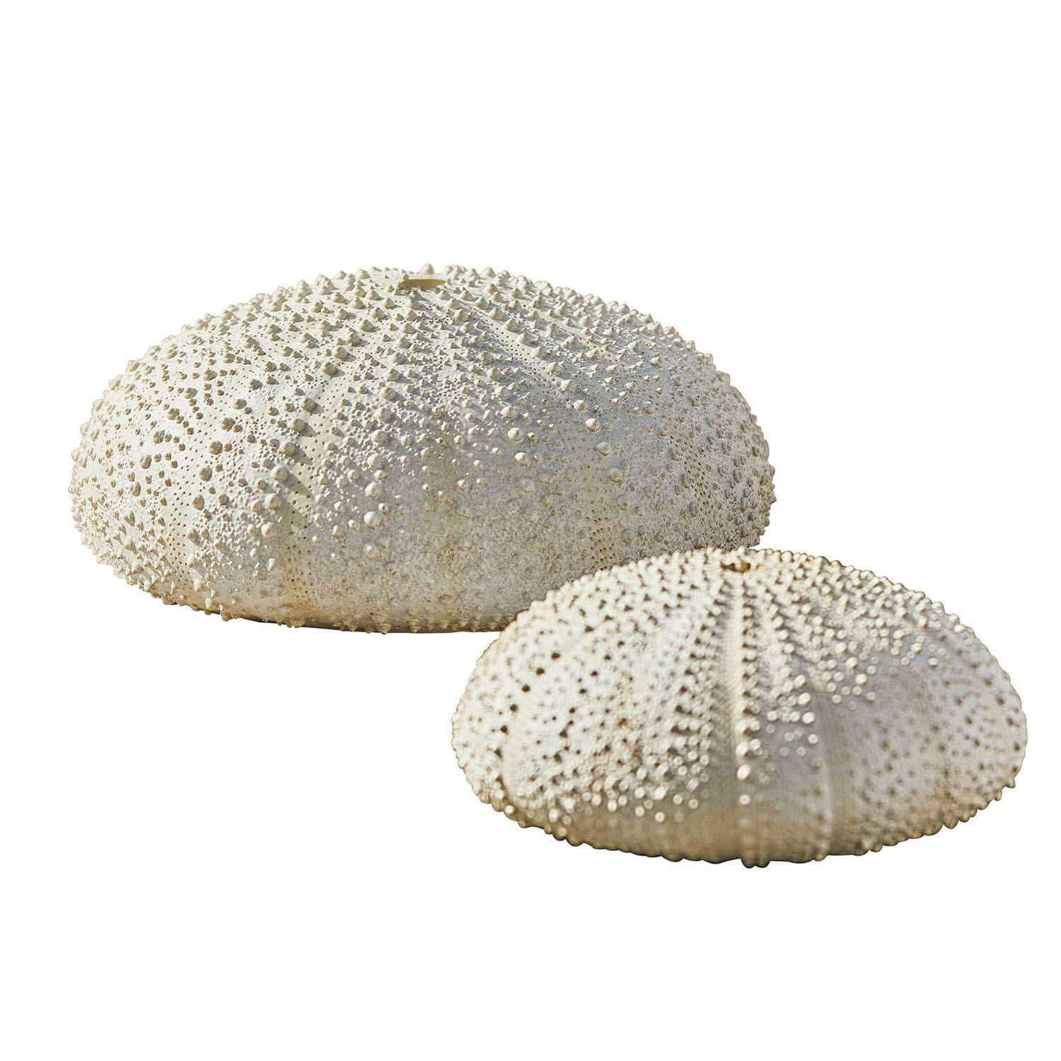 Coppia di ricci di mare decorativi Kimbar