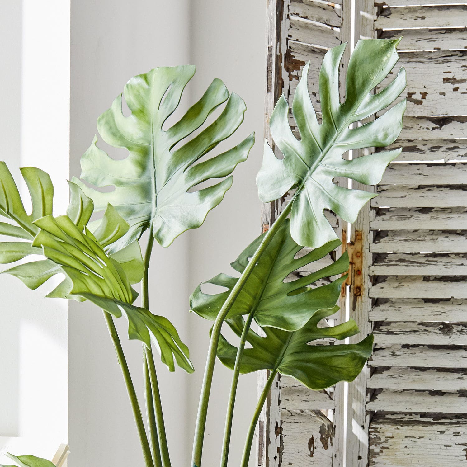 Pianta decorativa Monstera