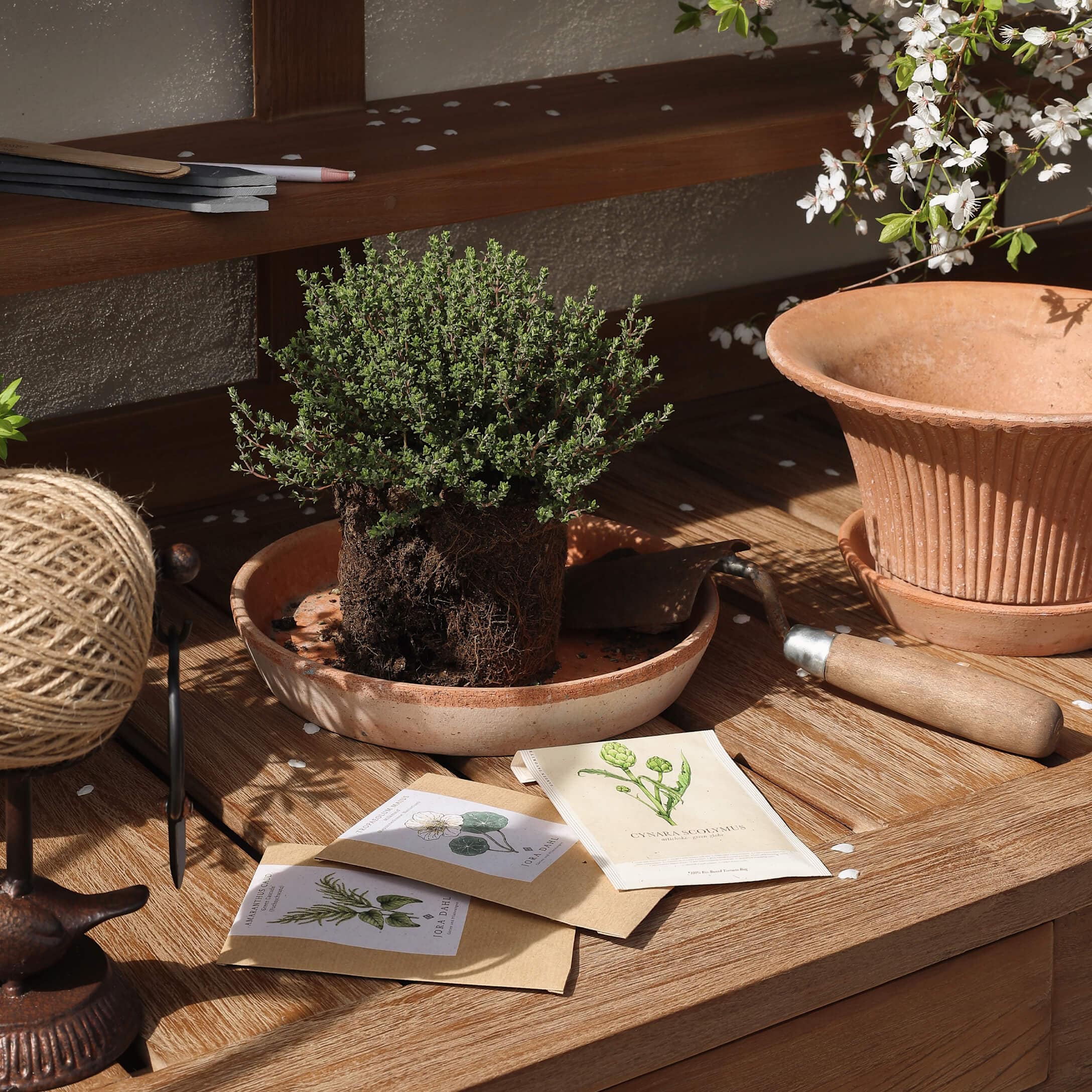 Set da giardinaggio con vaso in terracotta, pianta verde e bustine di semi su tavolo in legno