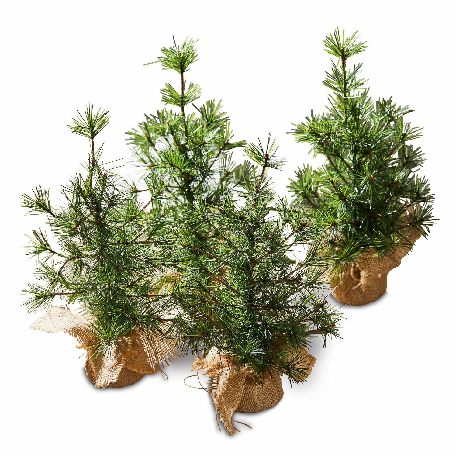 Set di 4 alberelli decorativi Millies Piccoli pini verdi in sacchi di juta per decorazioni natalizie