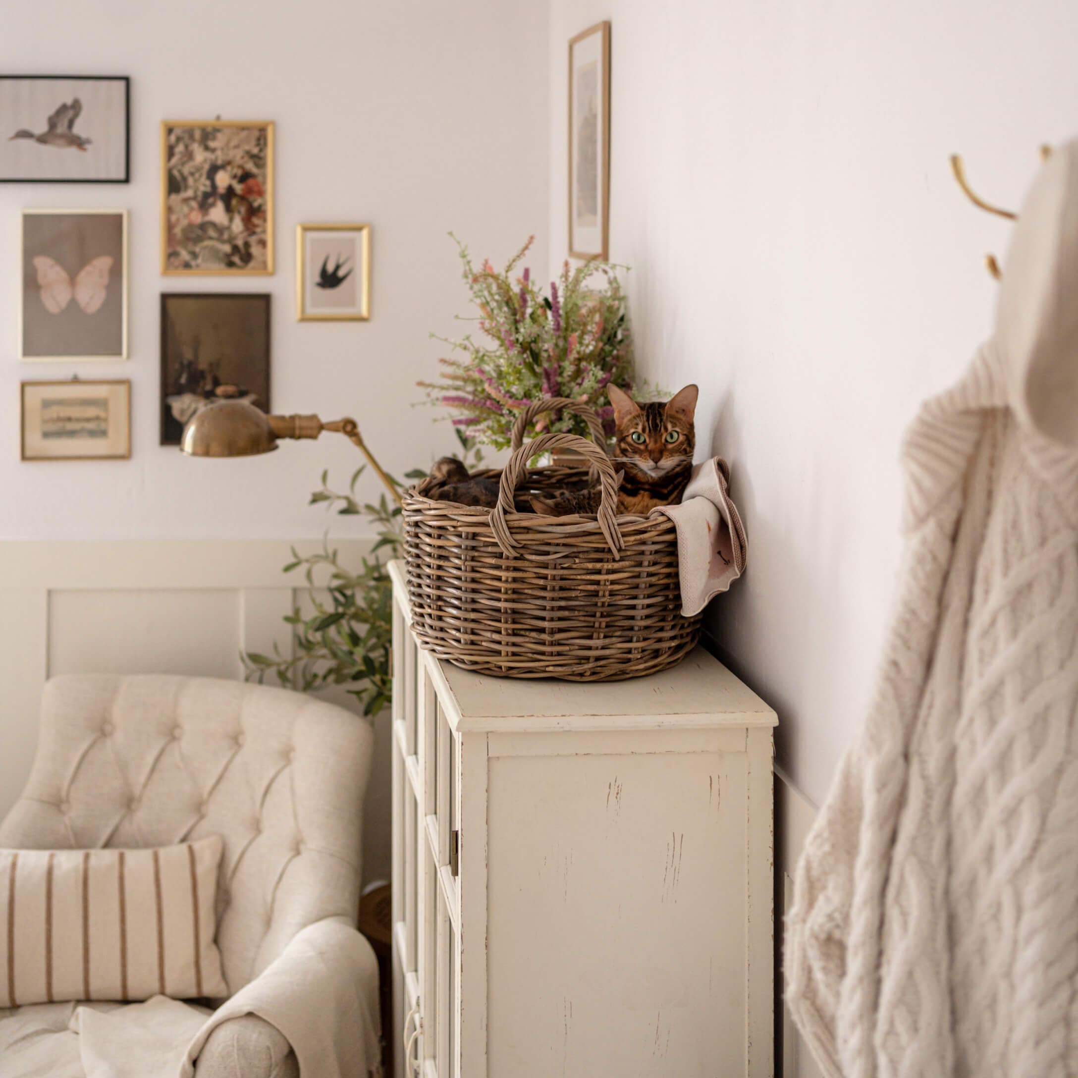 Gatto marrone in cesta di vimini su mobile bianco in soggiorno accogliente con poltrona beige e decorazioni murali