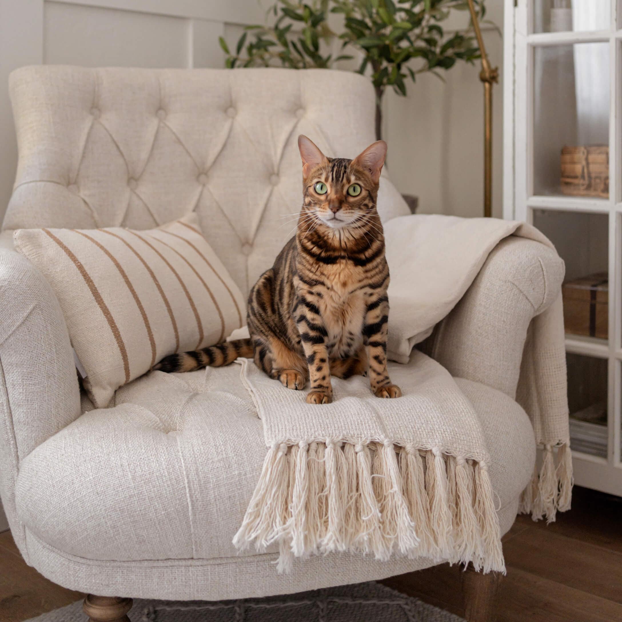 Gatto tigrato marrone seduto su poltrona beige in tessuto con coperta a frange e cuscino a righe
