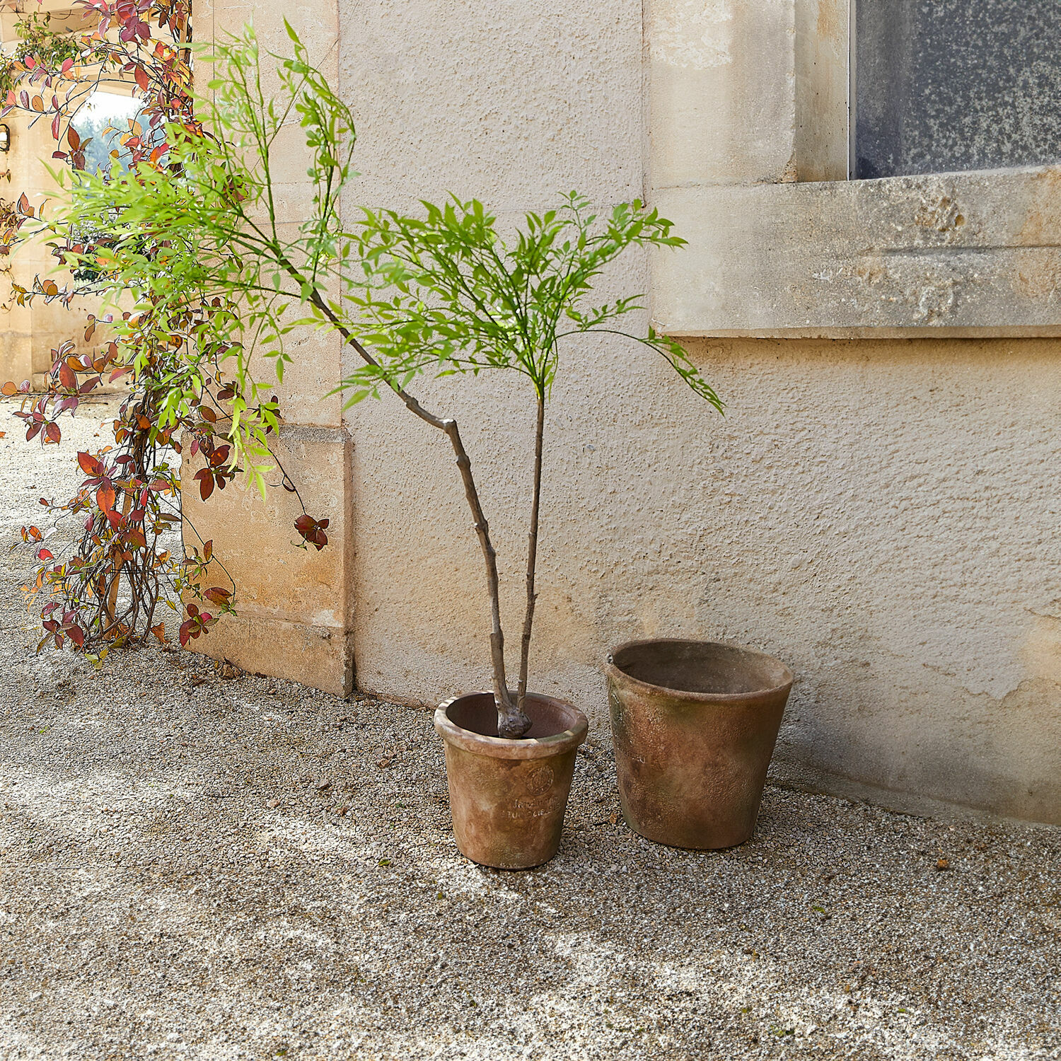 Pianta decorativa in vaso (seconda scelta) Avenelle