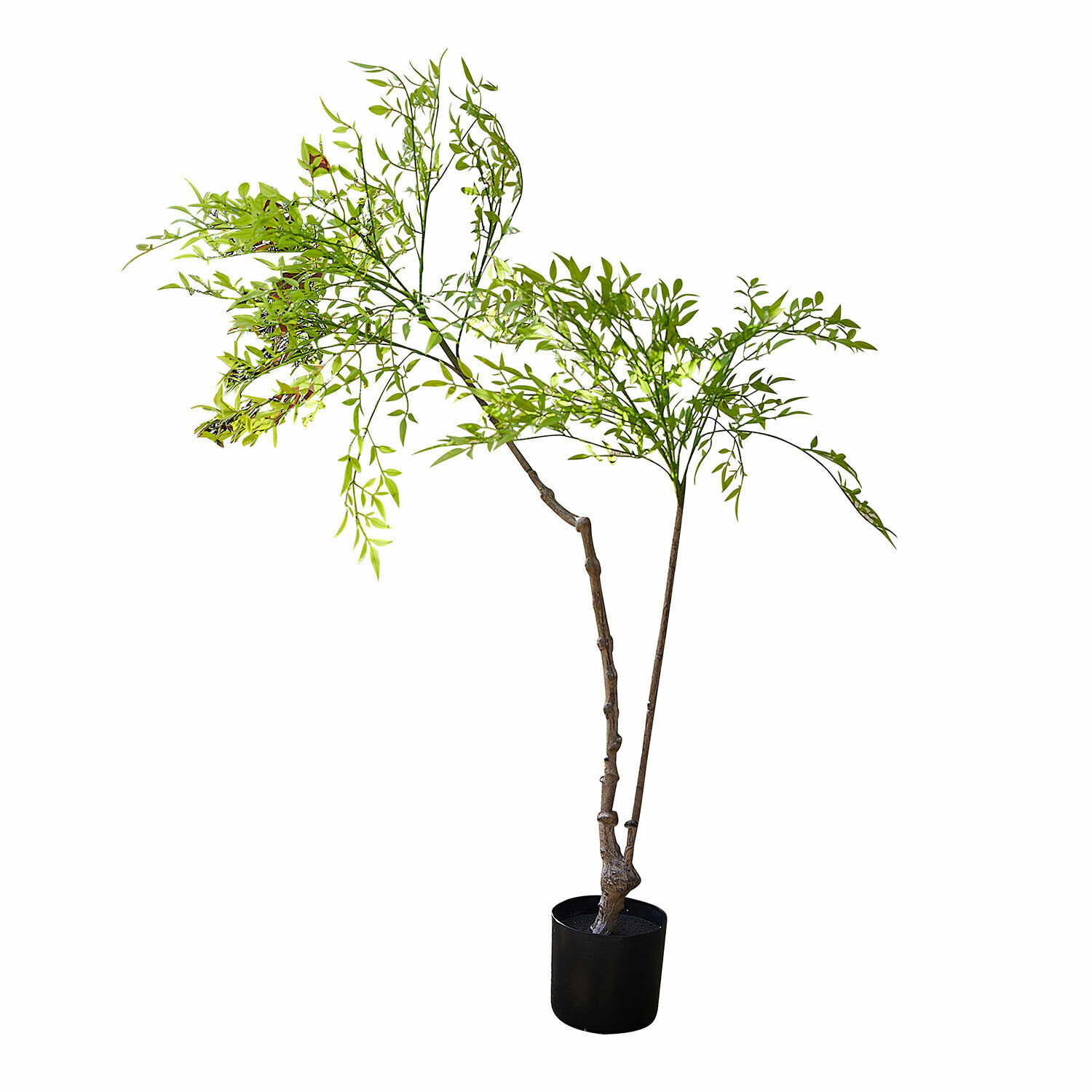 Pianta decorativa in vaso (seconda scelta) Avenelle