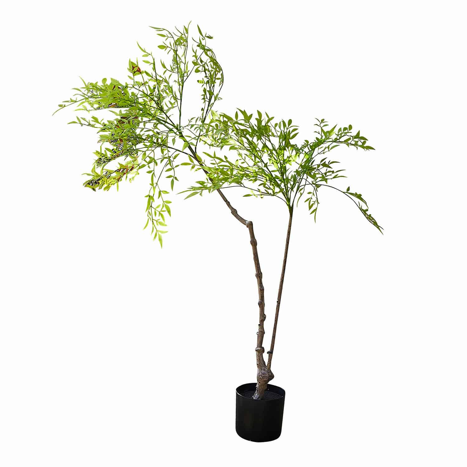 Pianta decorativa in vaso (seconda scelta) Avenelle
