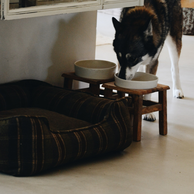 Cane che beve da ciotola in ceramica su supporto in legno accanto a cuccia marrone in tessuto