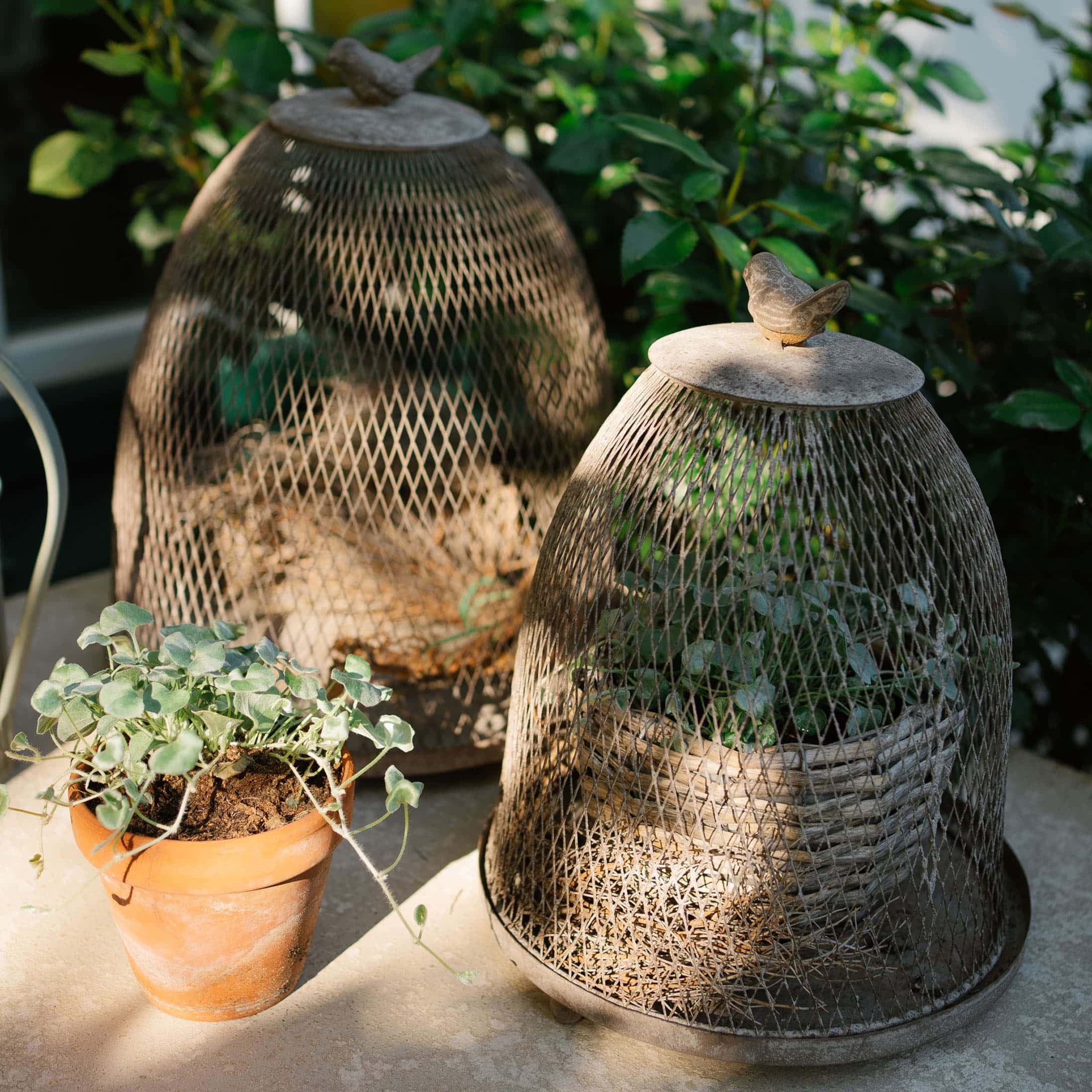 Campane da giardino in metallo grigio con uccellino decorativo che proteggono le piante in terrazza