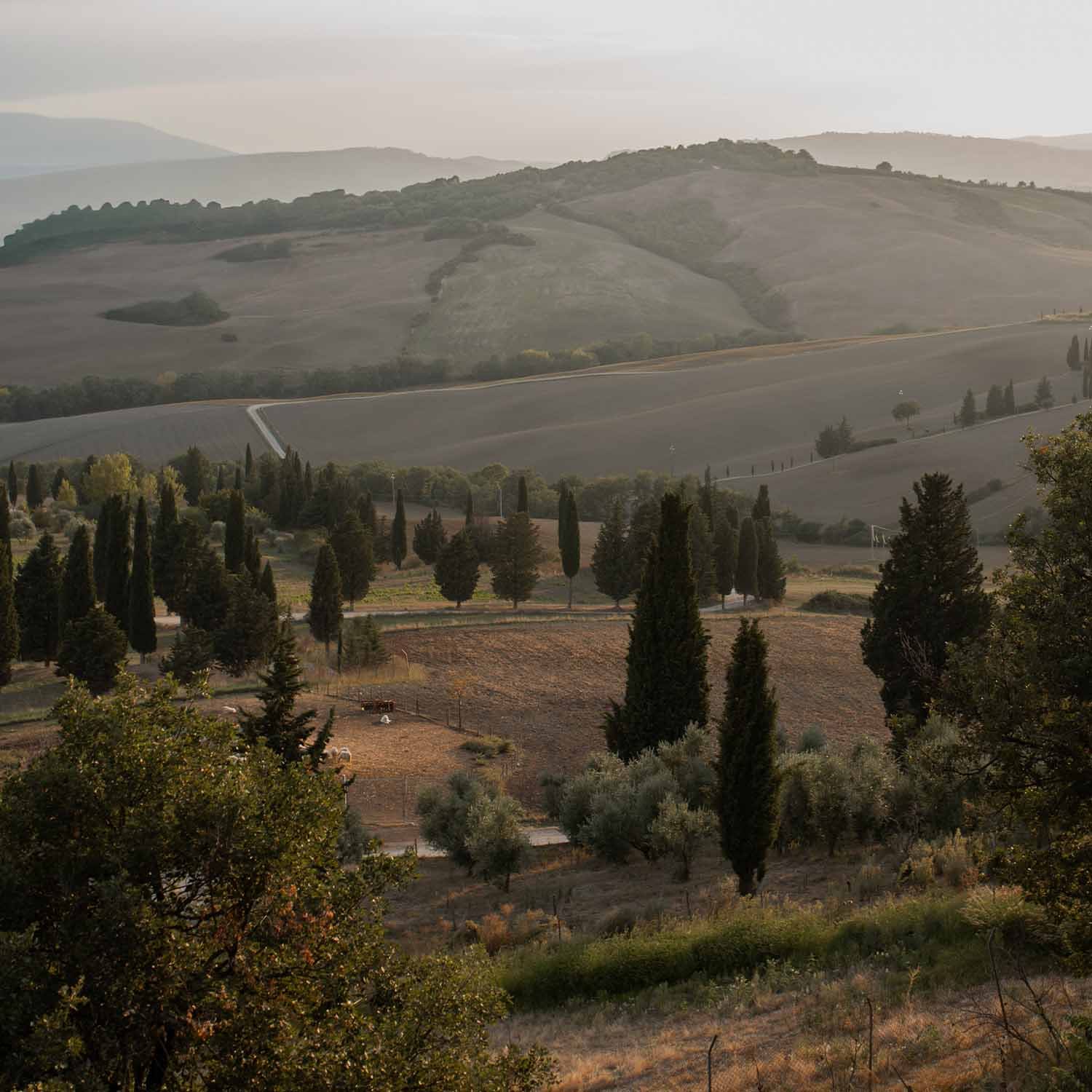 Paesaggio toscano con colline, cipressi e campi al caldo tramonto