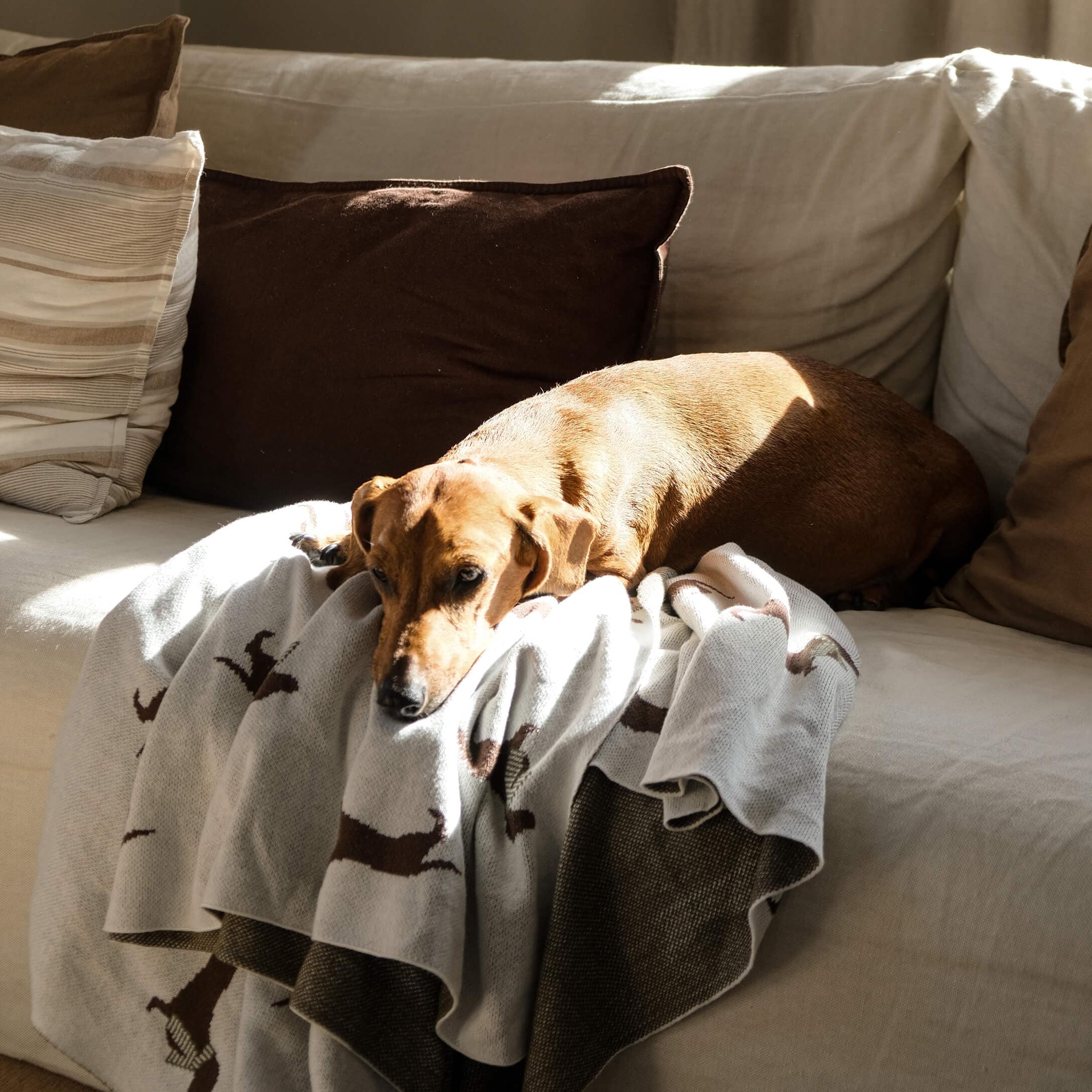 Cane marrone sdraiato su divano chiaro con coperta grigia a motivo cani, ambiente accogliente